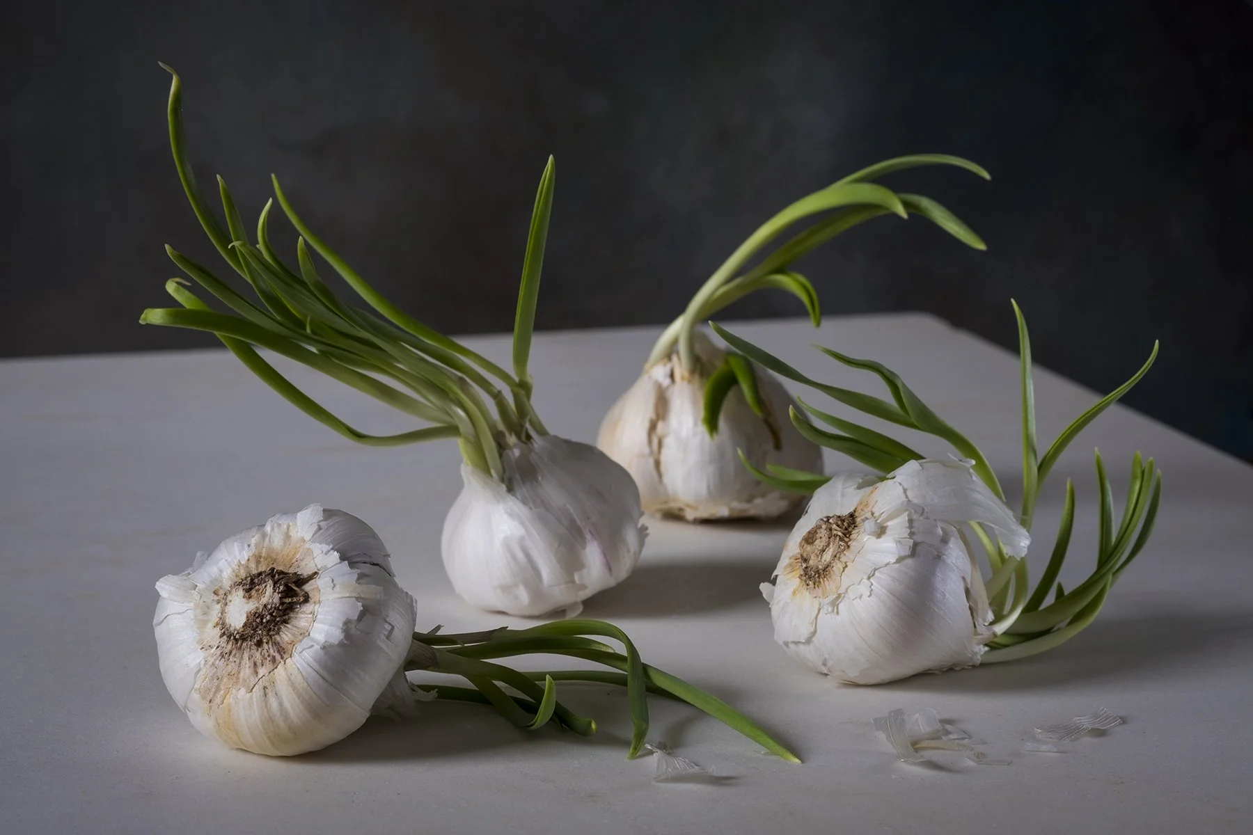 Several garlic bulbs with green shoots emerging, placed on a white surface with a dark background.