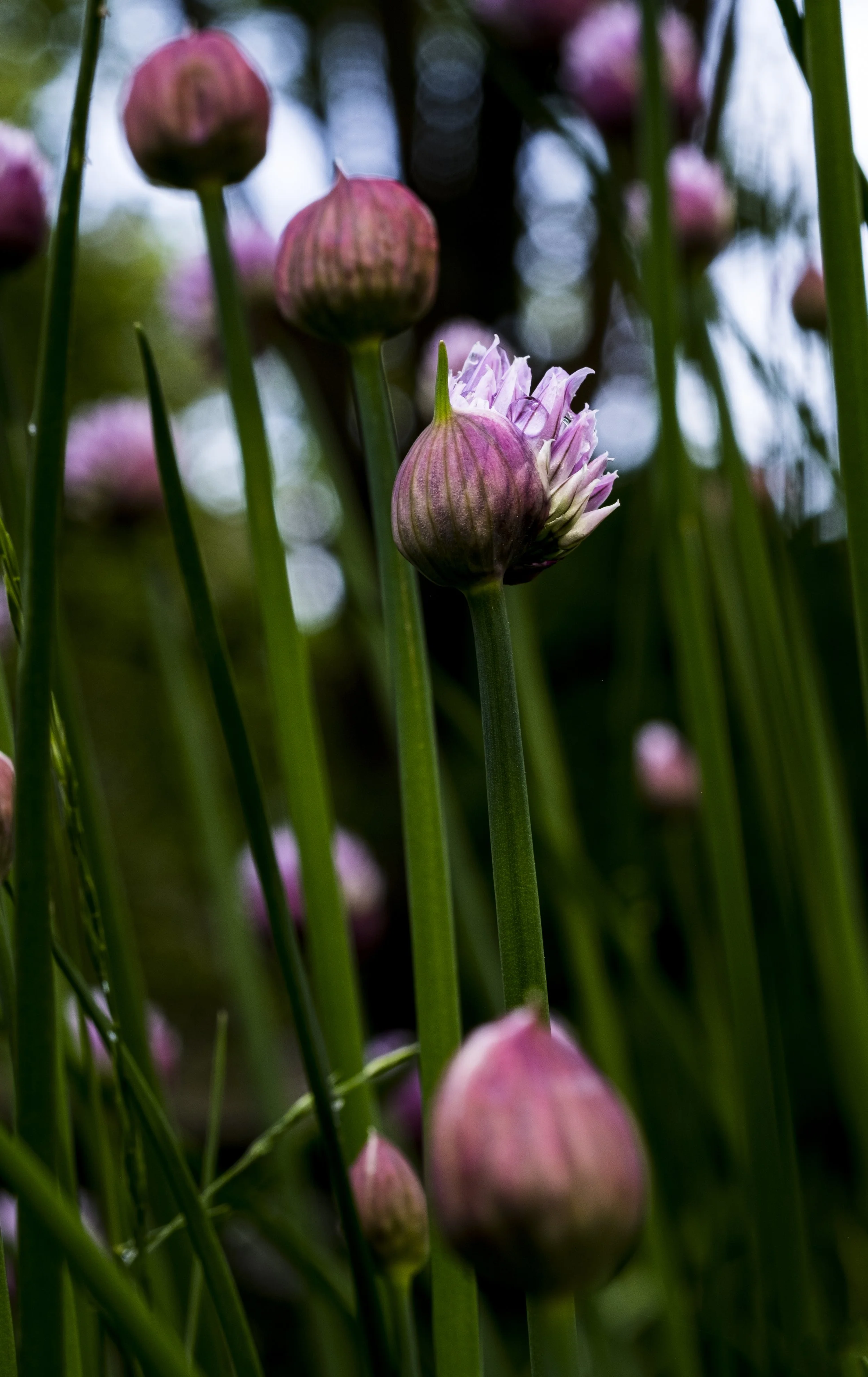 Close-up of pink onion flowers with green stems in a garden.