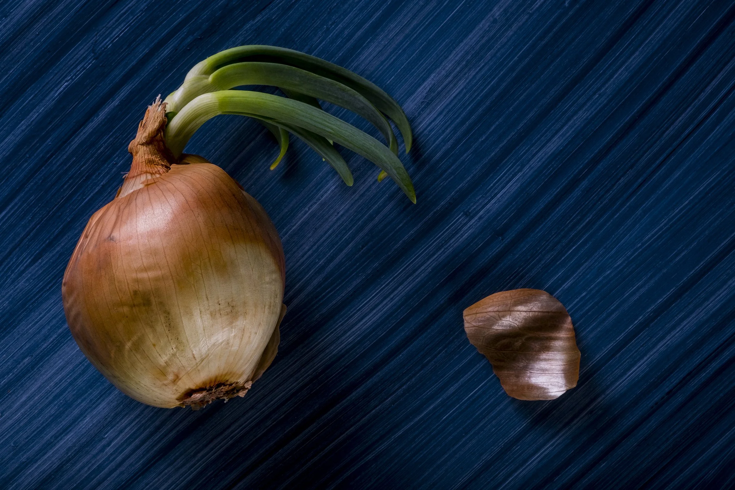 Close-up of an onion with green sprouts and falling brown onion skin on a textured blue surface.
