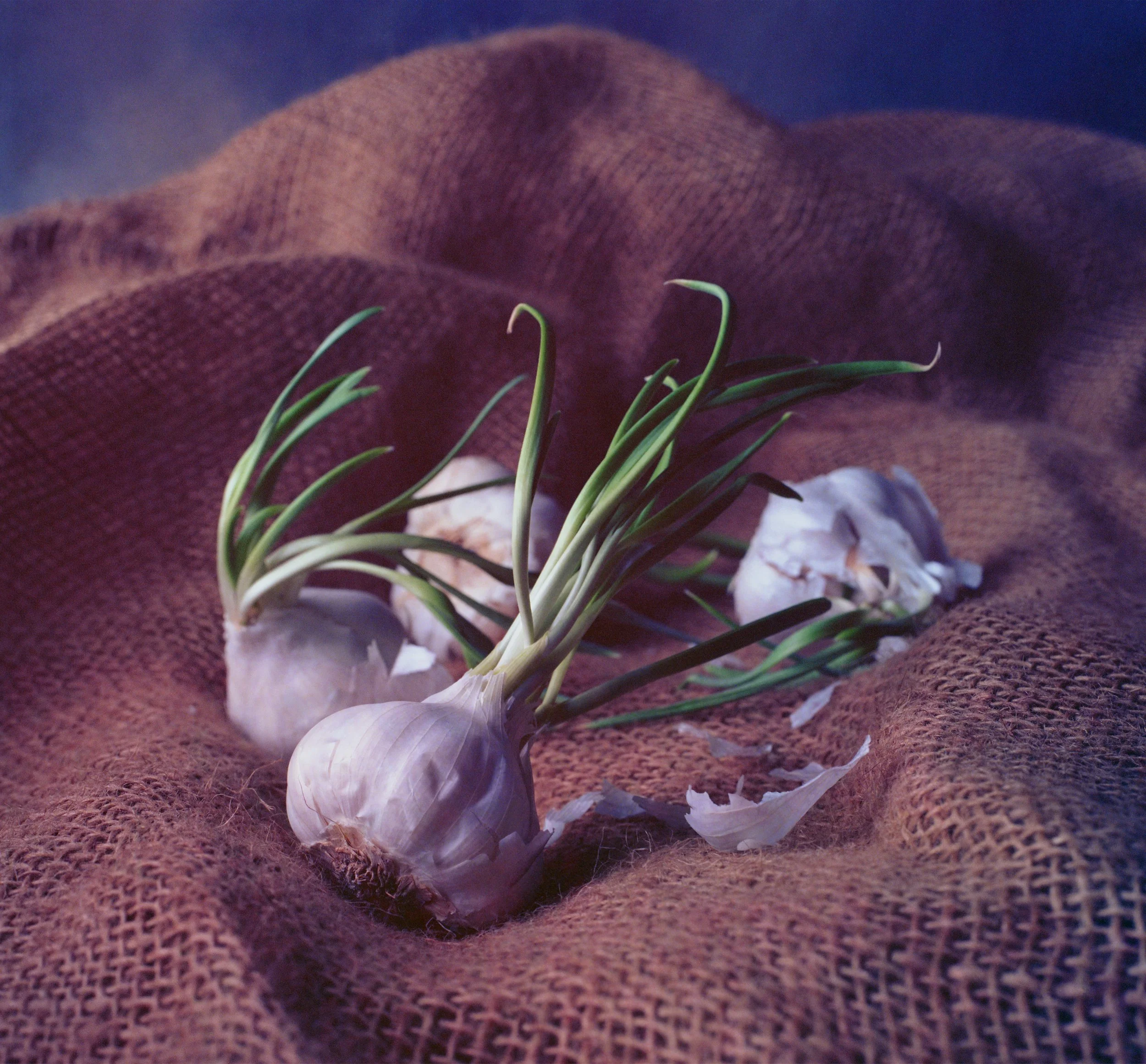 Green sprouting plant growing from a large white onion on a textured brown surface.