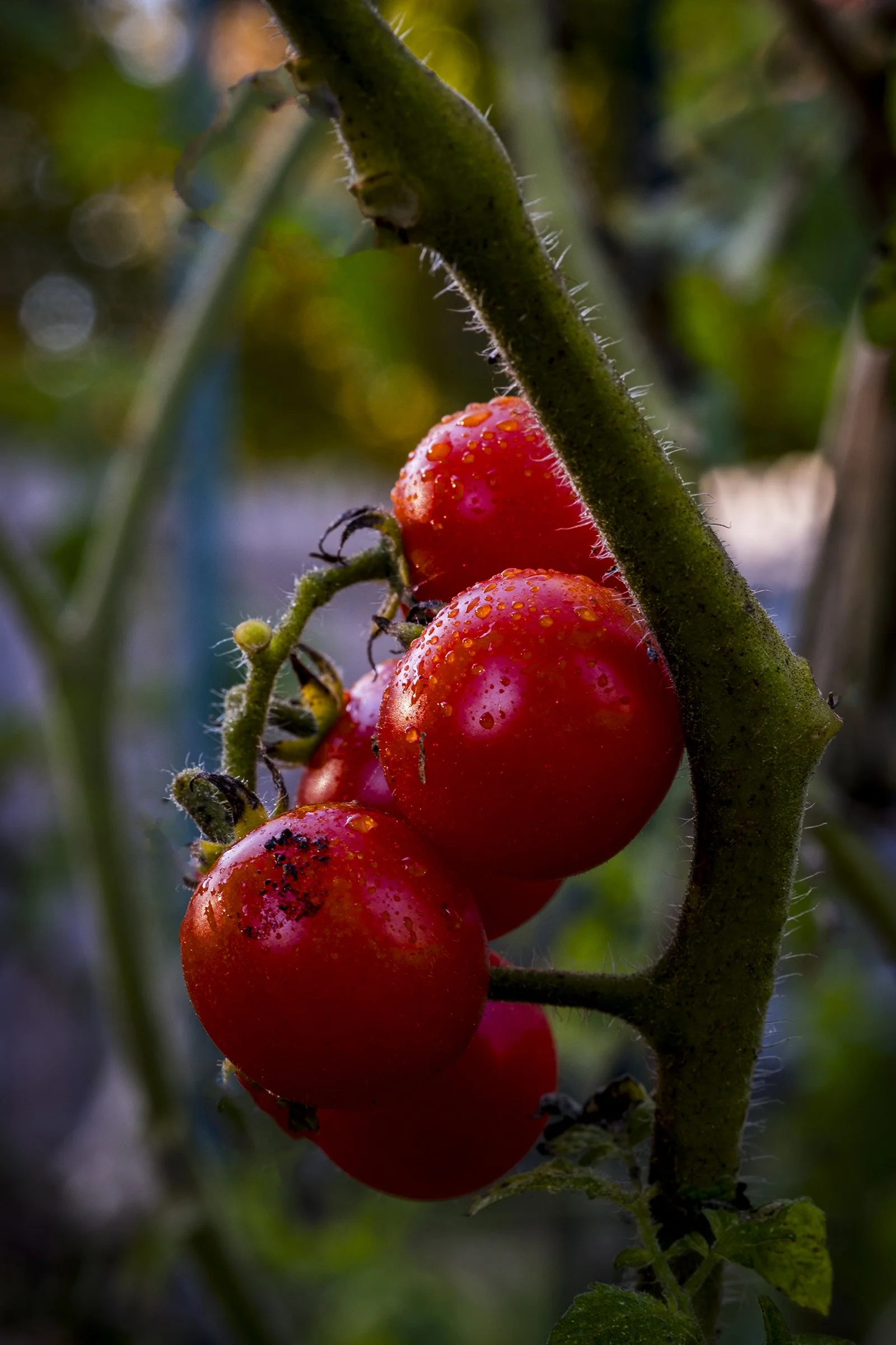 Close-up of ripe red tomatoes on a vine covered in water droplets, with a green, fuzzy stem and blurred background.