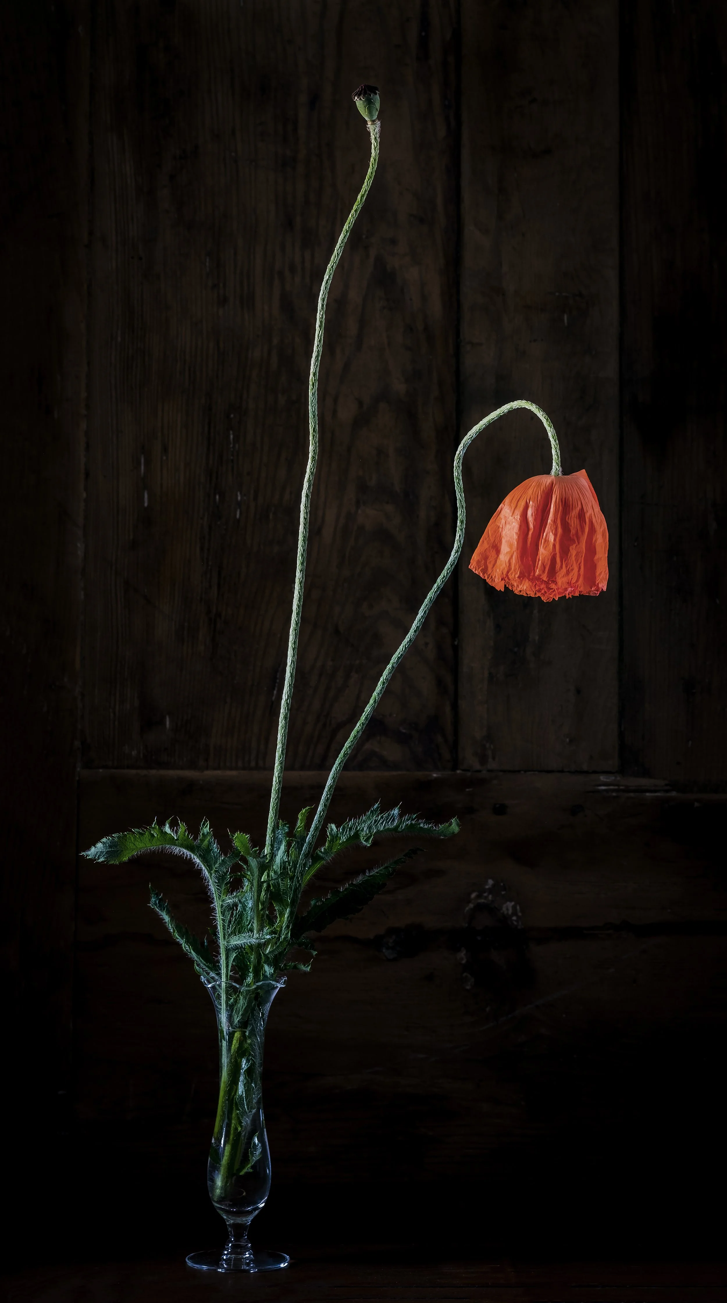 A dried red poppy flower in a tall, clear glass vase against a dark wooden background.