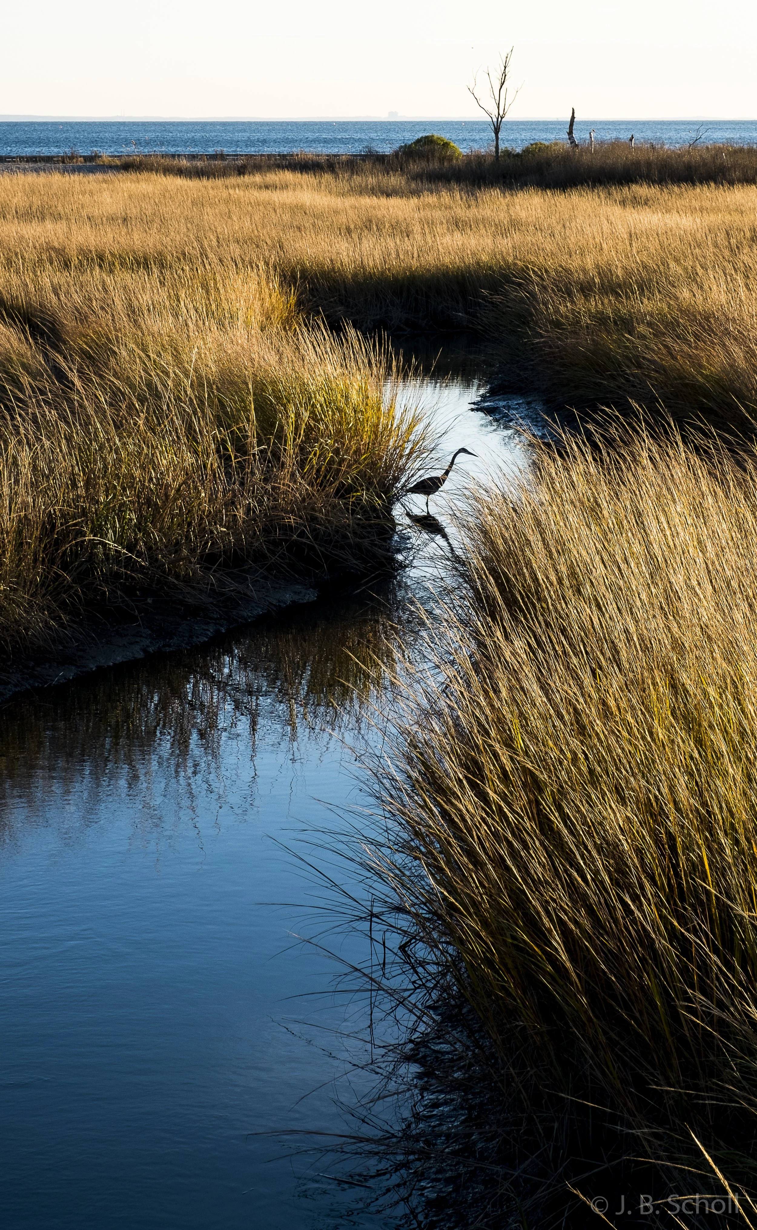 A calm creek flowing through golden marsh grasses silhouetting a lone egret hunting for fish with a view of the ocean in the background and a mostly clear sky.