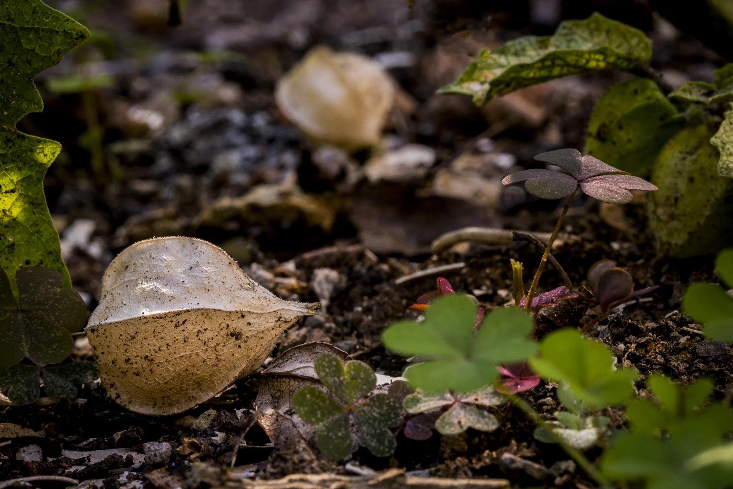 Close-up of soil with fallen dried leaf and small green and reddish plants around.