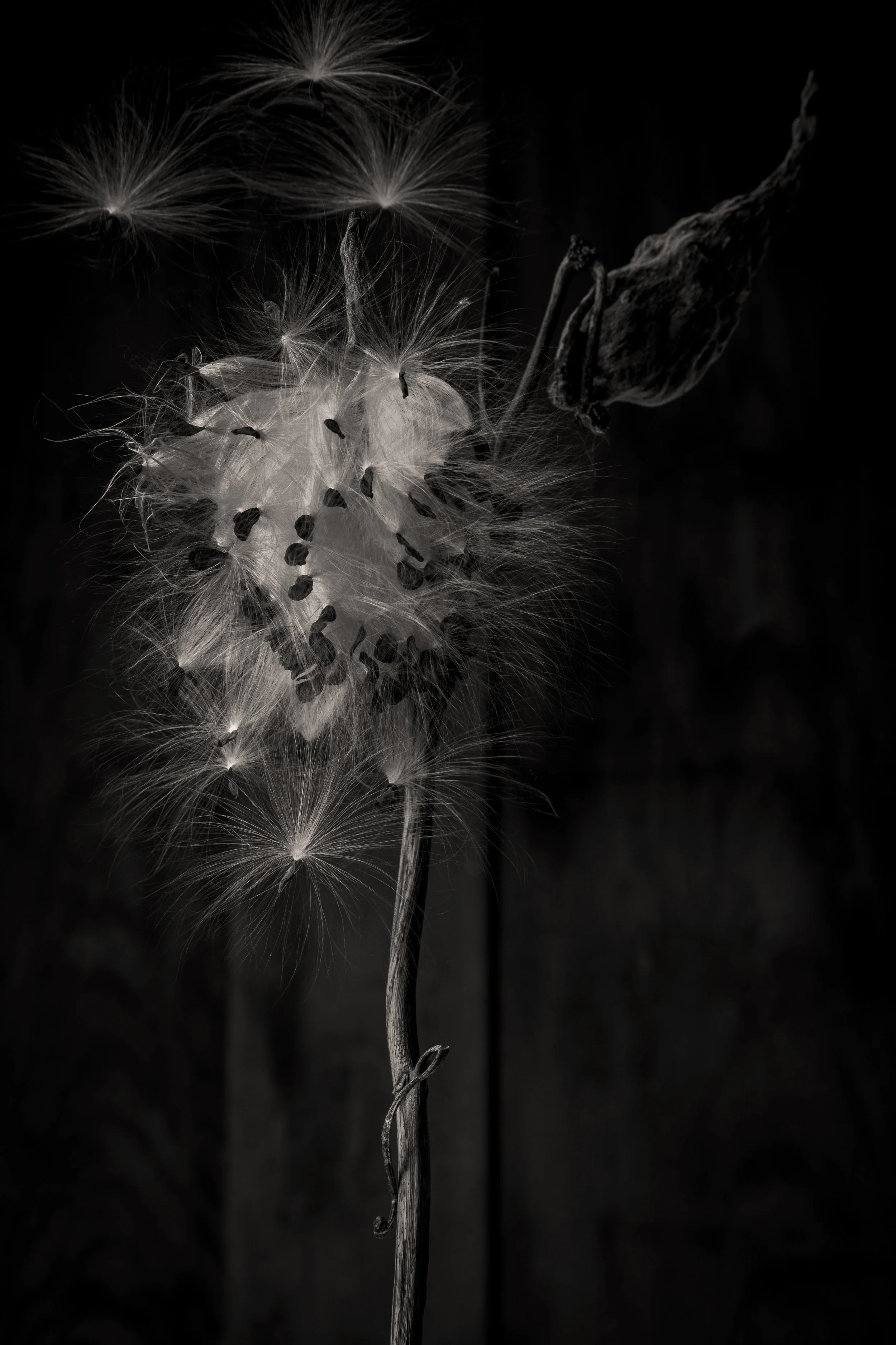 Black and white photograph of a dandelion with other seeds floating away, set against a dark background.