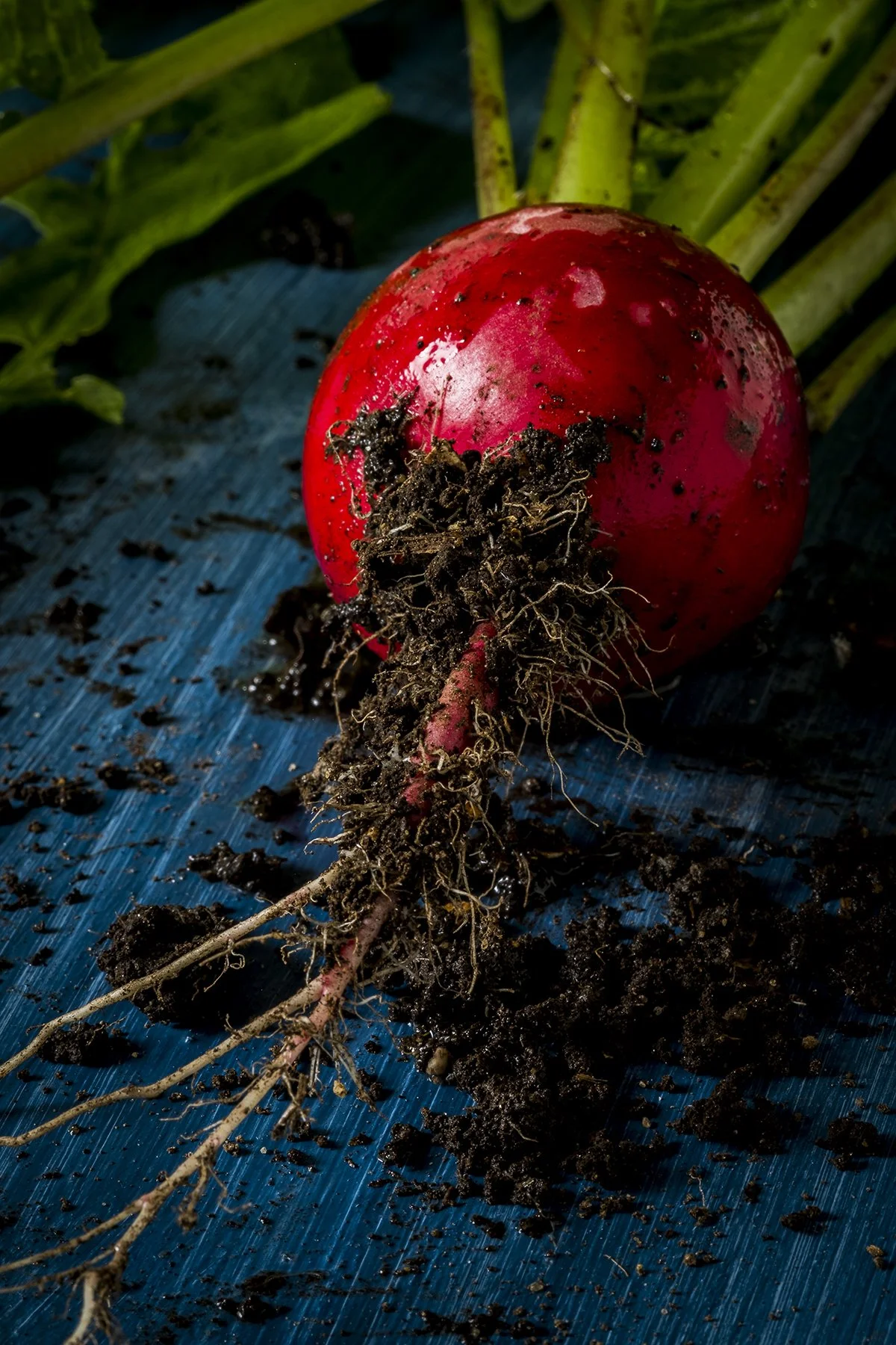 Fresh red radish with soil attached, resting on a blue textured surface.