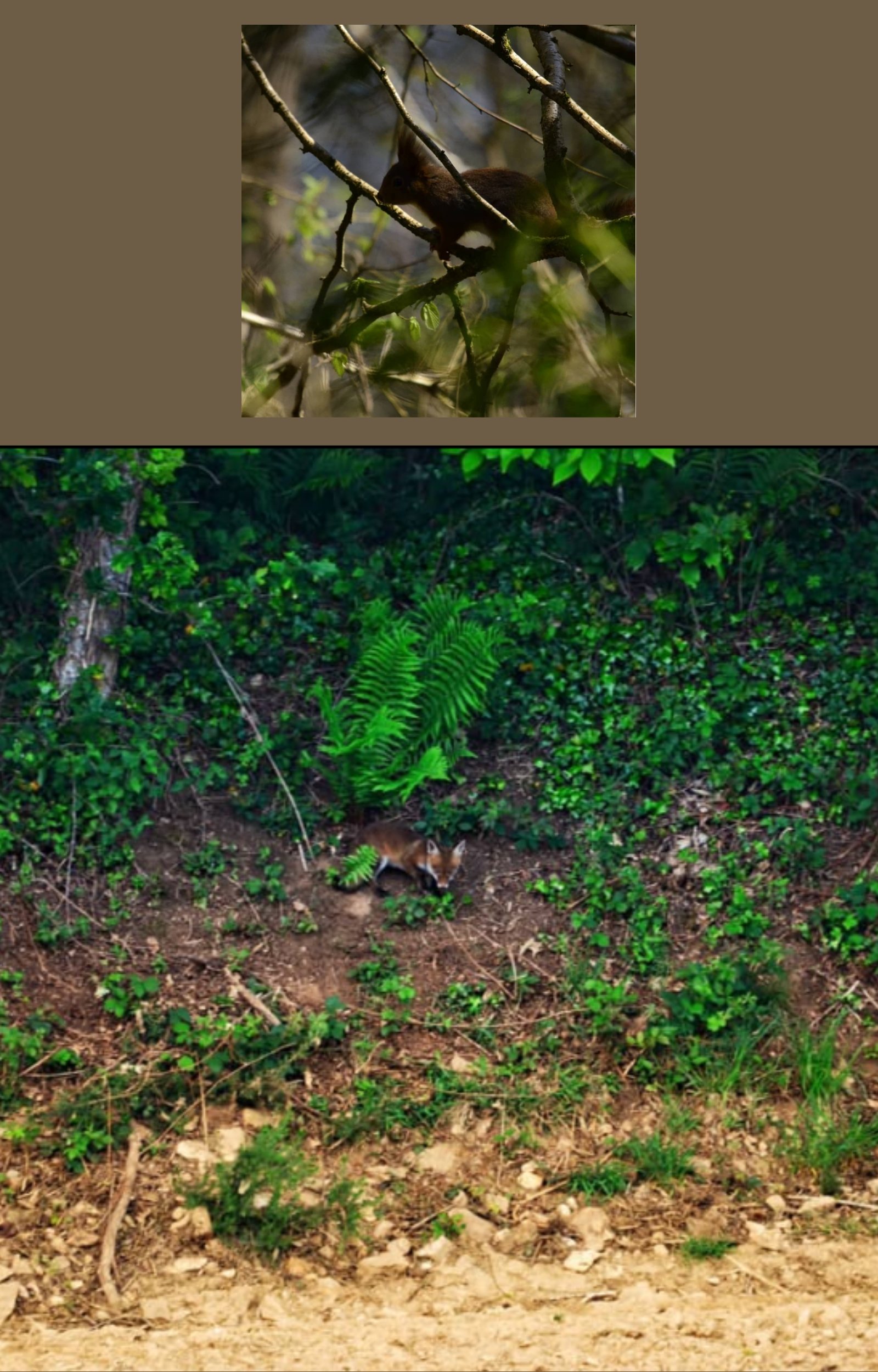 Renard roux dans une forêt avec végétation dense et sol en terre, entouré de buissons et arbres.