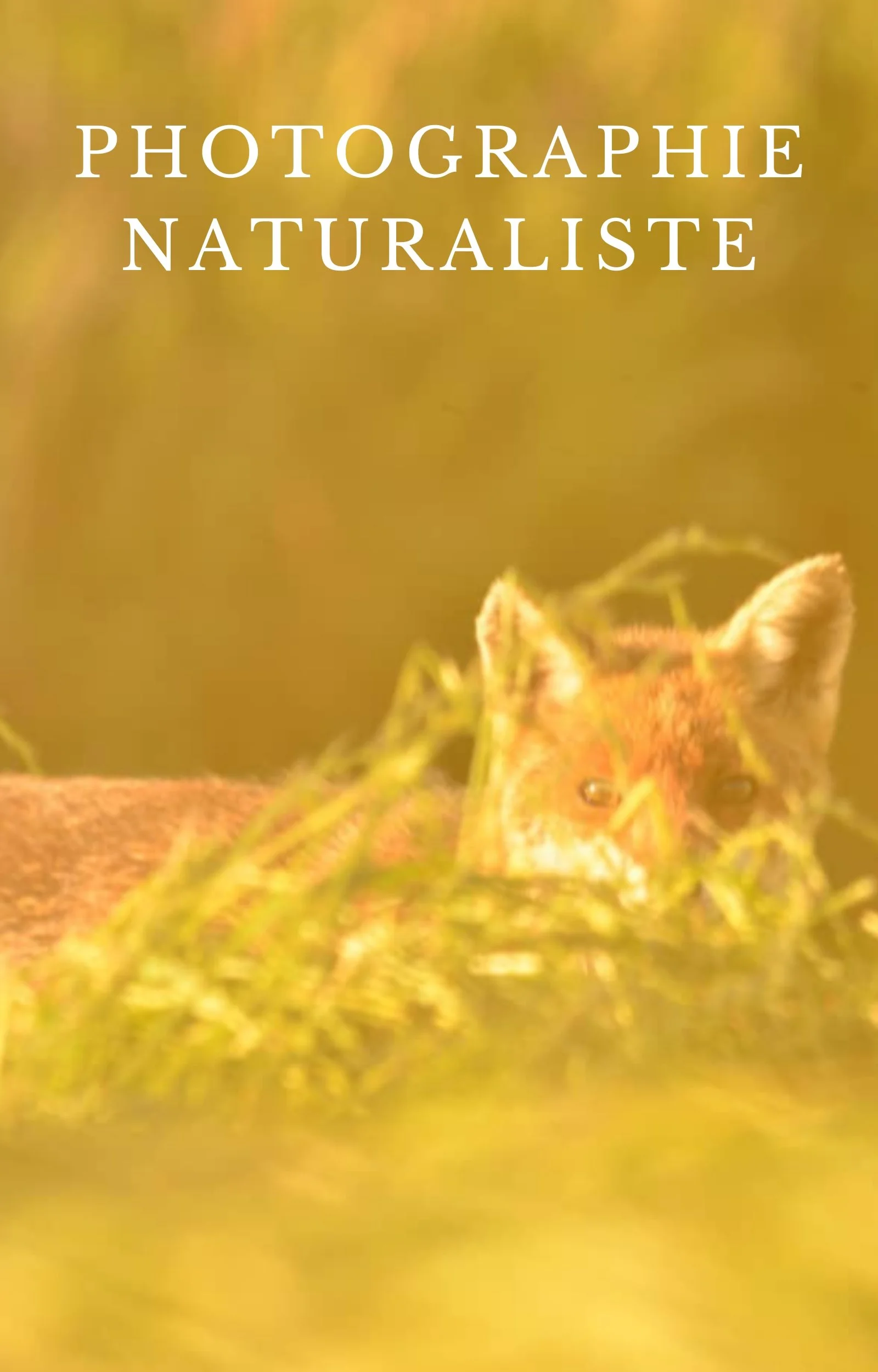 Couverture avec le texte 'Photographie Naturaliste' et un insecte, probablement une punaise, parmi de l'herbe verte