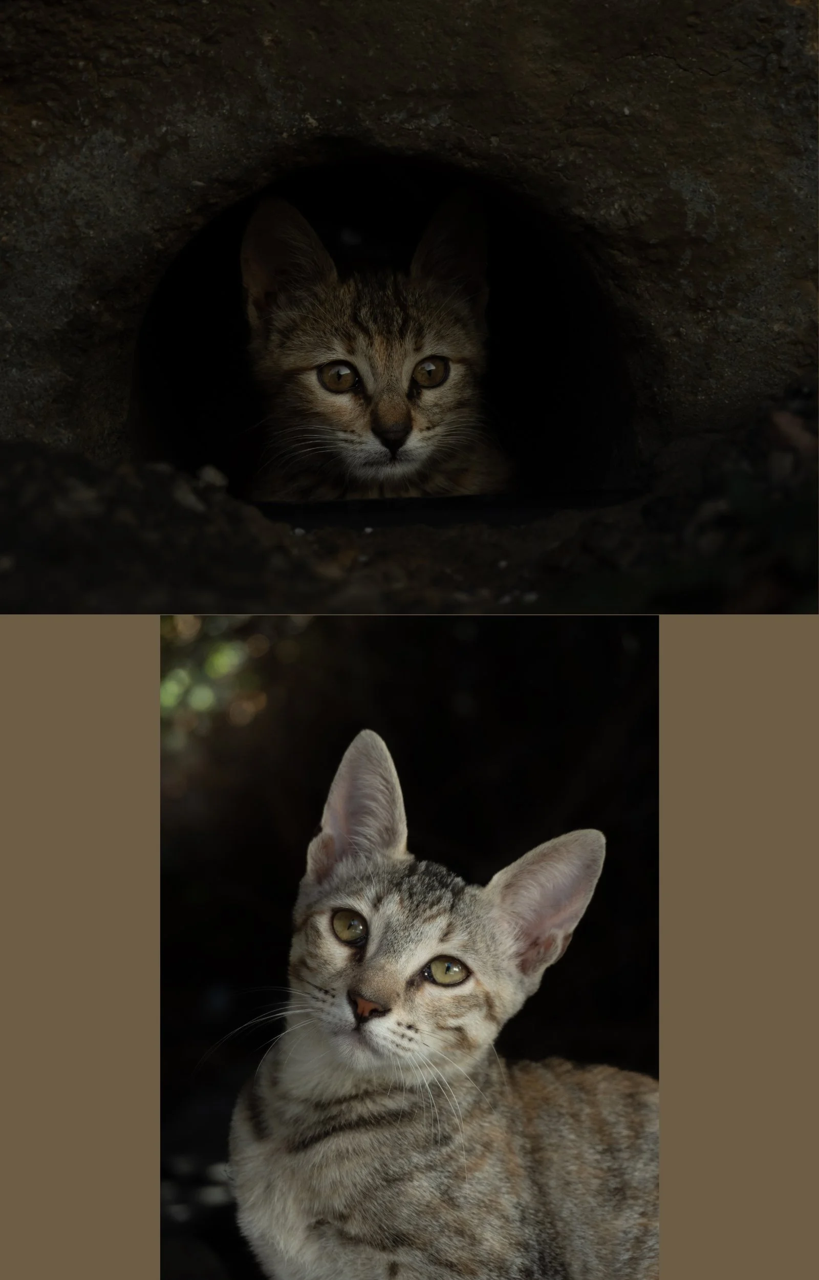 Deux chats, l'un à l'intérieur d'un trou dans la roche et l'autre allongé devant, tous deux regardant vers l'avant.
