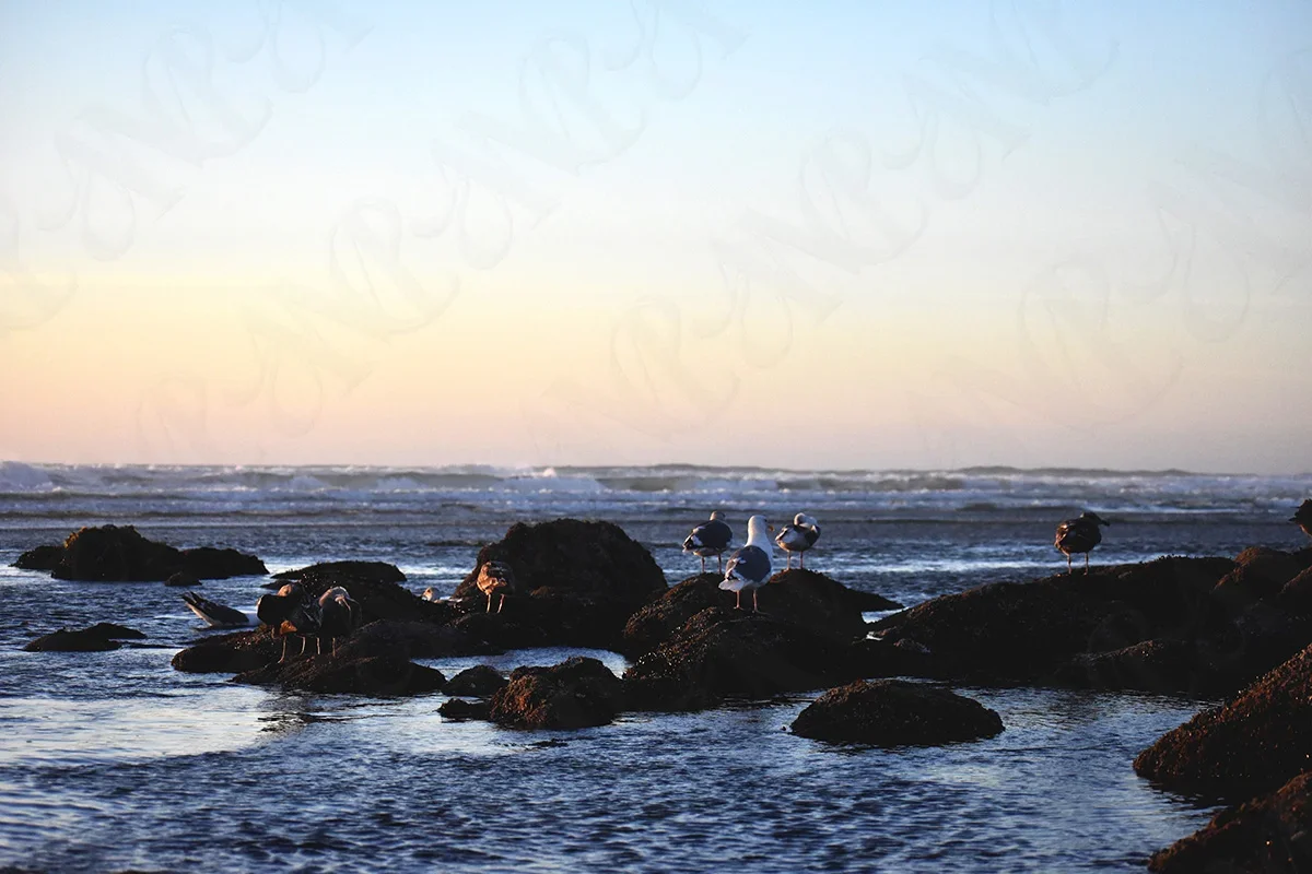 Flock-O-Seagulls-Oregon-Coast-Newport-Sunset-watermark-thumbnail-1200.webp
