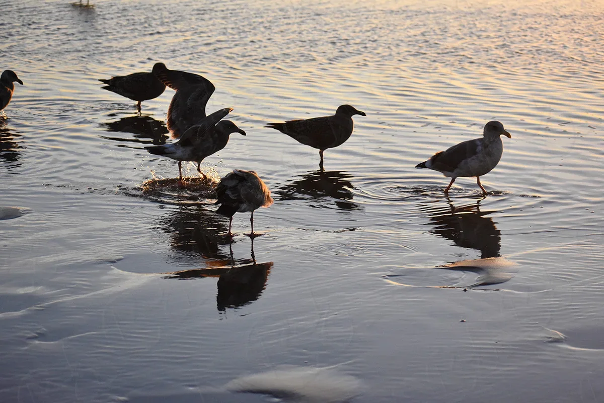 Seagulls-At-Sunset-Newport-Beach-watermark-thumbnail-1200.webp
