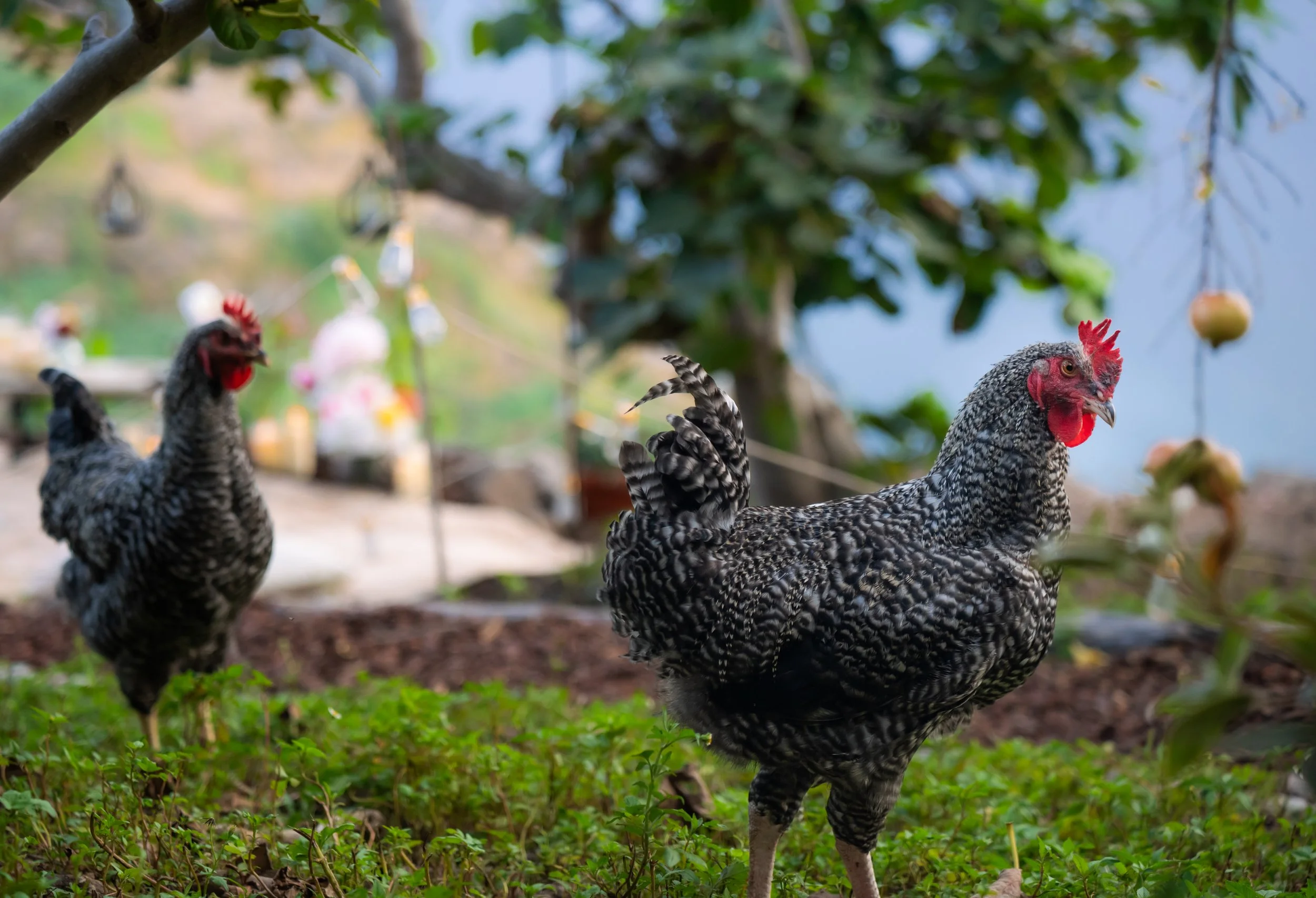 happy free ranging chickens mascots at the cliffside orchard in madeira