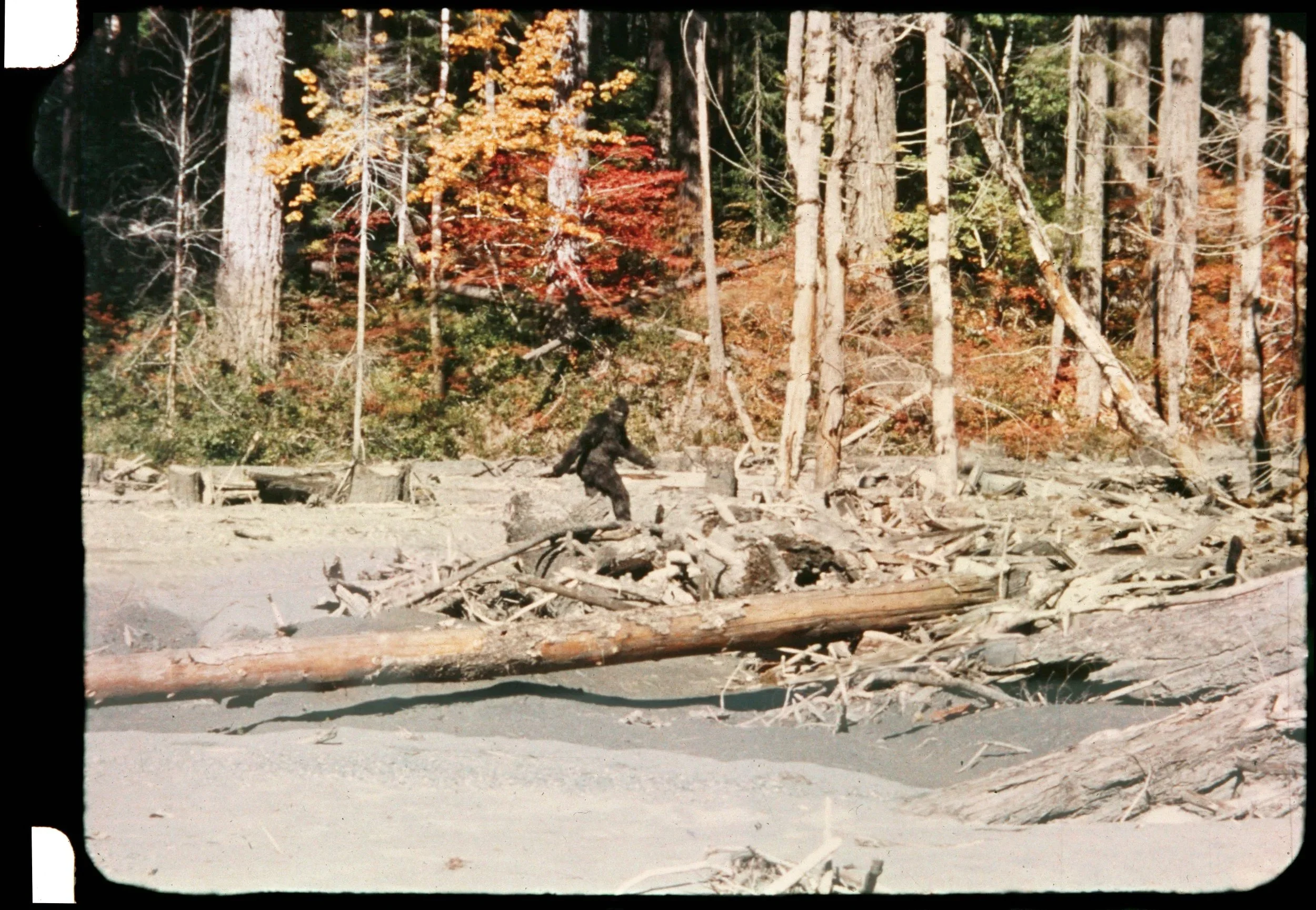 Patty Frame 352 Capturing Bigfoot.jpg