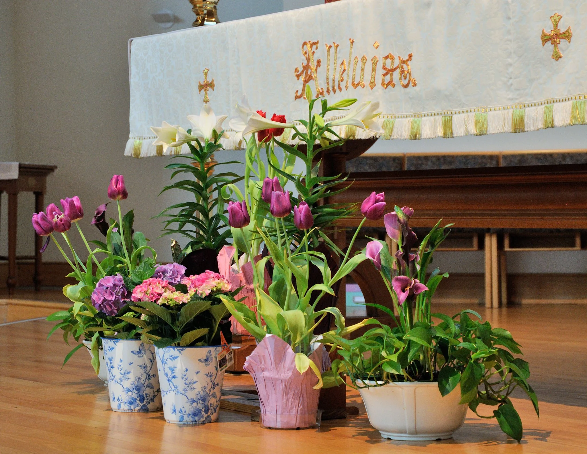Various potted flowering plants arranged on a wooden floor in front of a decorated table with a white cloth and gold accents.