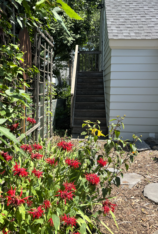 A garden with red flowers and green foliage, a wooden fence on the left, a white house with a staircase in the background, and stepping stones on the ground.