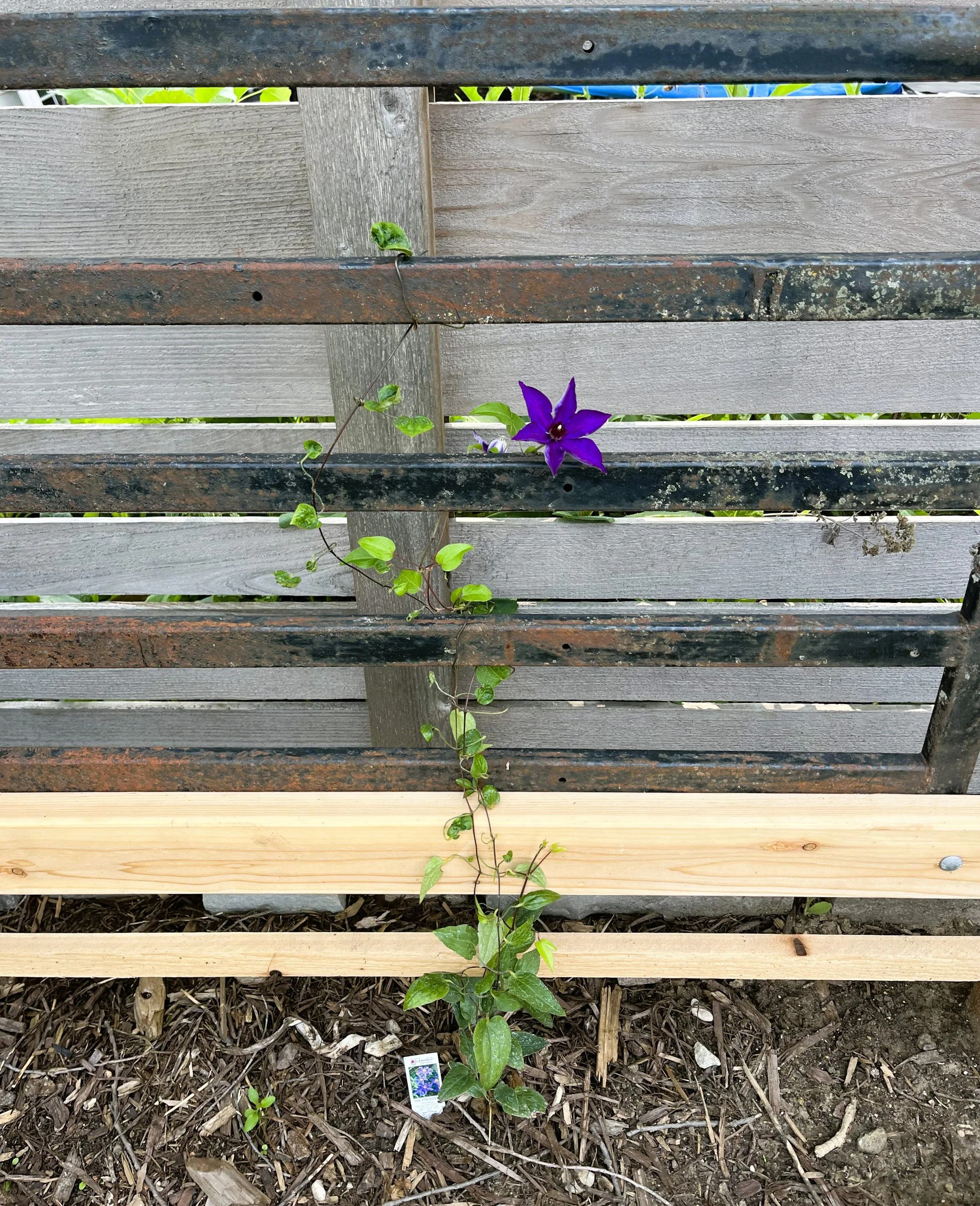 Clematis on Trellis.jpg