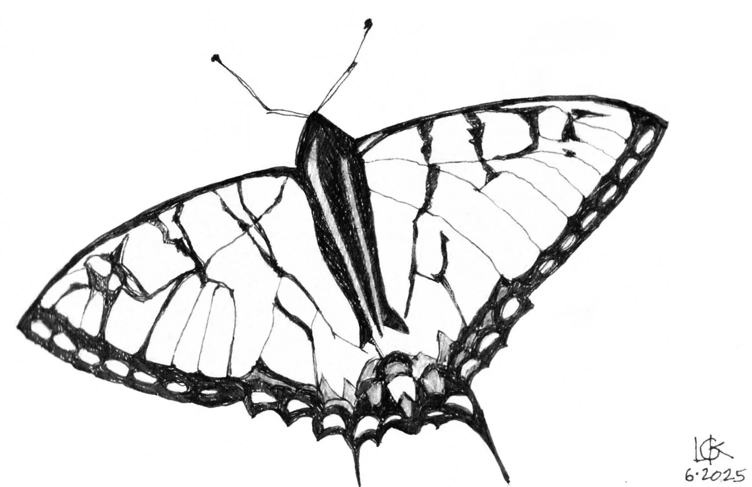 A black and white sketch of a butterfly with detailed wings, antennae, and a segmented body.