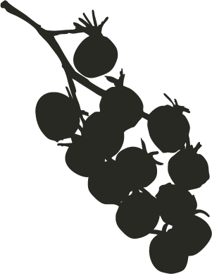 Silhouette of a cluster of grapes on a vine.