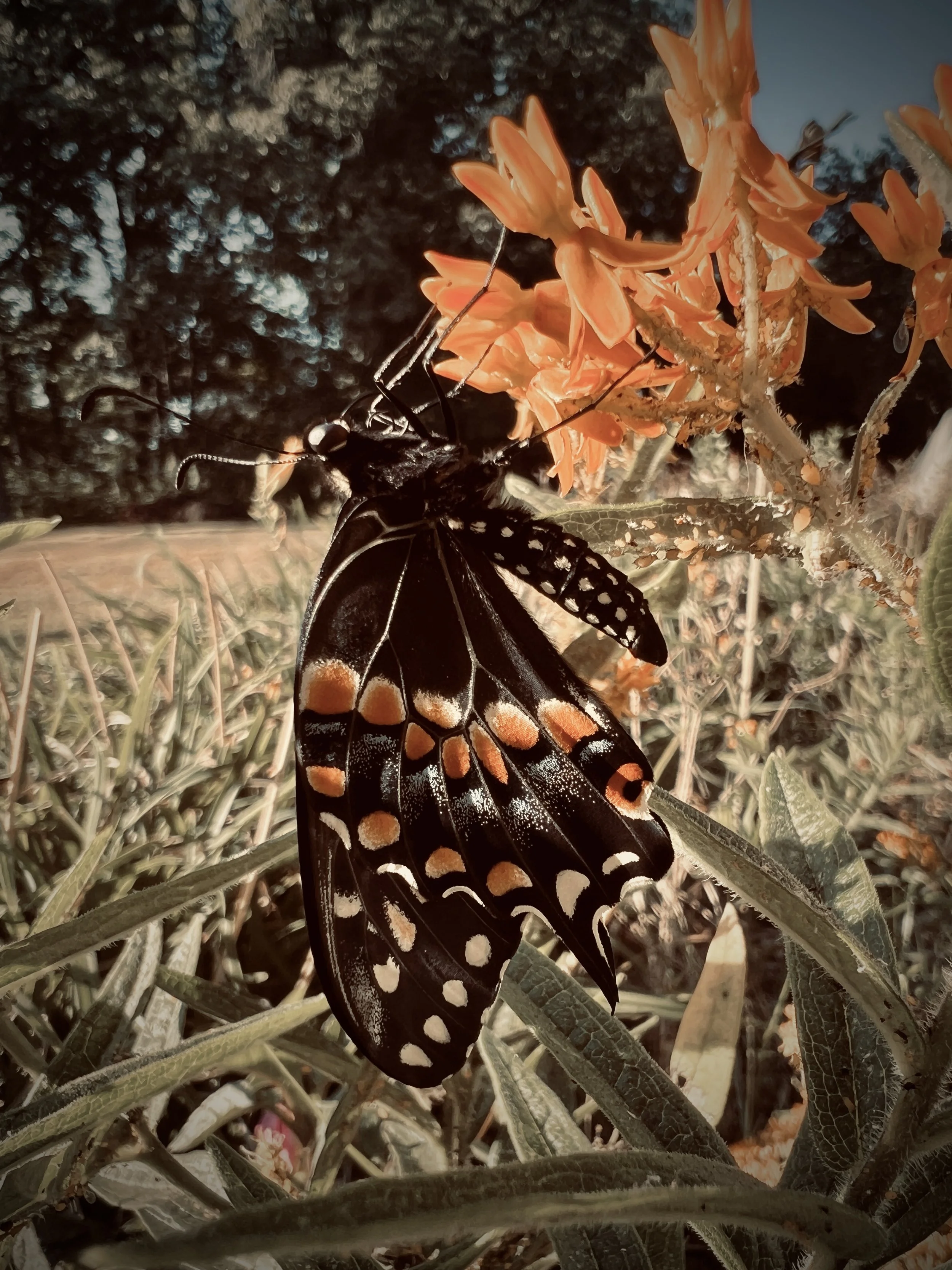 A butterfly with black wings and orange and white spots rests on a cluster of orange flowers outdoors.