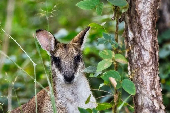 Merluna Station_Google Maps image (14).jpg