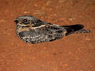 Merluna Station_Old Photo Gallery (22).jpg