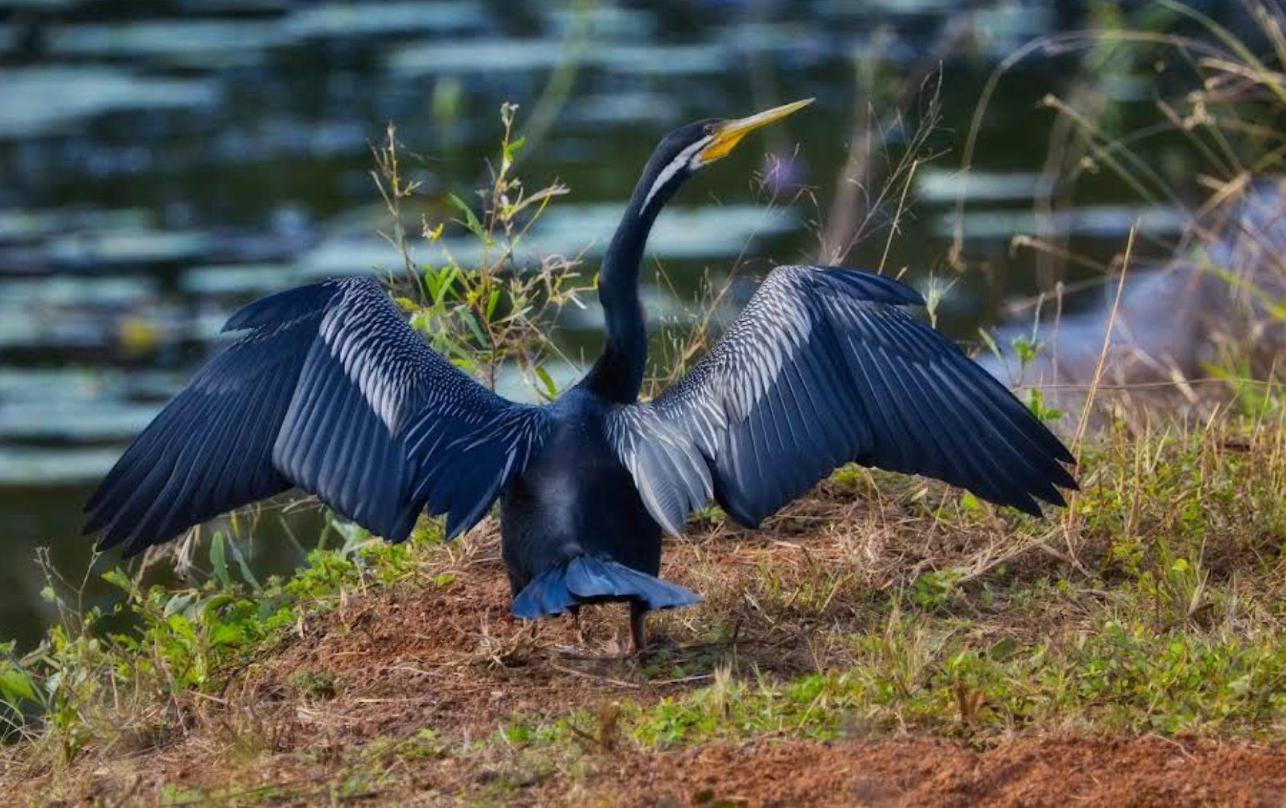 Banner welcome_Merluna Station North Queensland_08.png