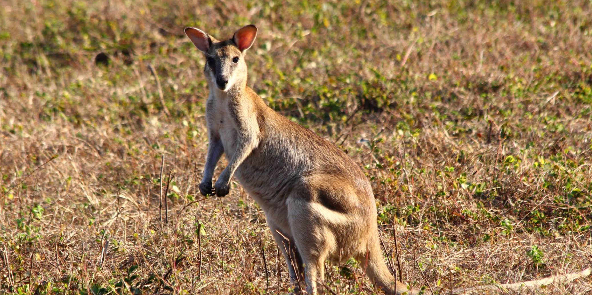 Banner welcome_Merluna Station North Queensland_06.png