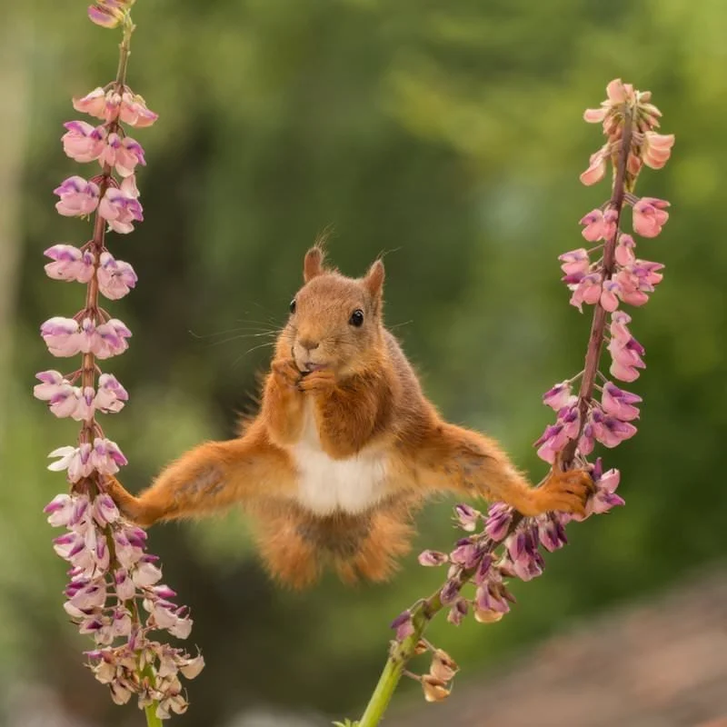A red squirrel does splits between two flowering branches. 