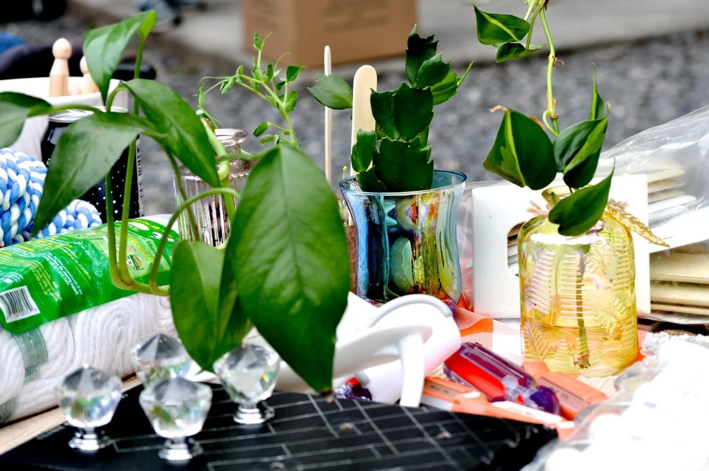Did you take home a plant or tool from our plant and tool exchange? We would love to see the plants in their new homes and tools put to use. Tag us in a photo and share the treasure you took home. Be on the look out for our next event soon.