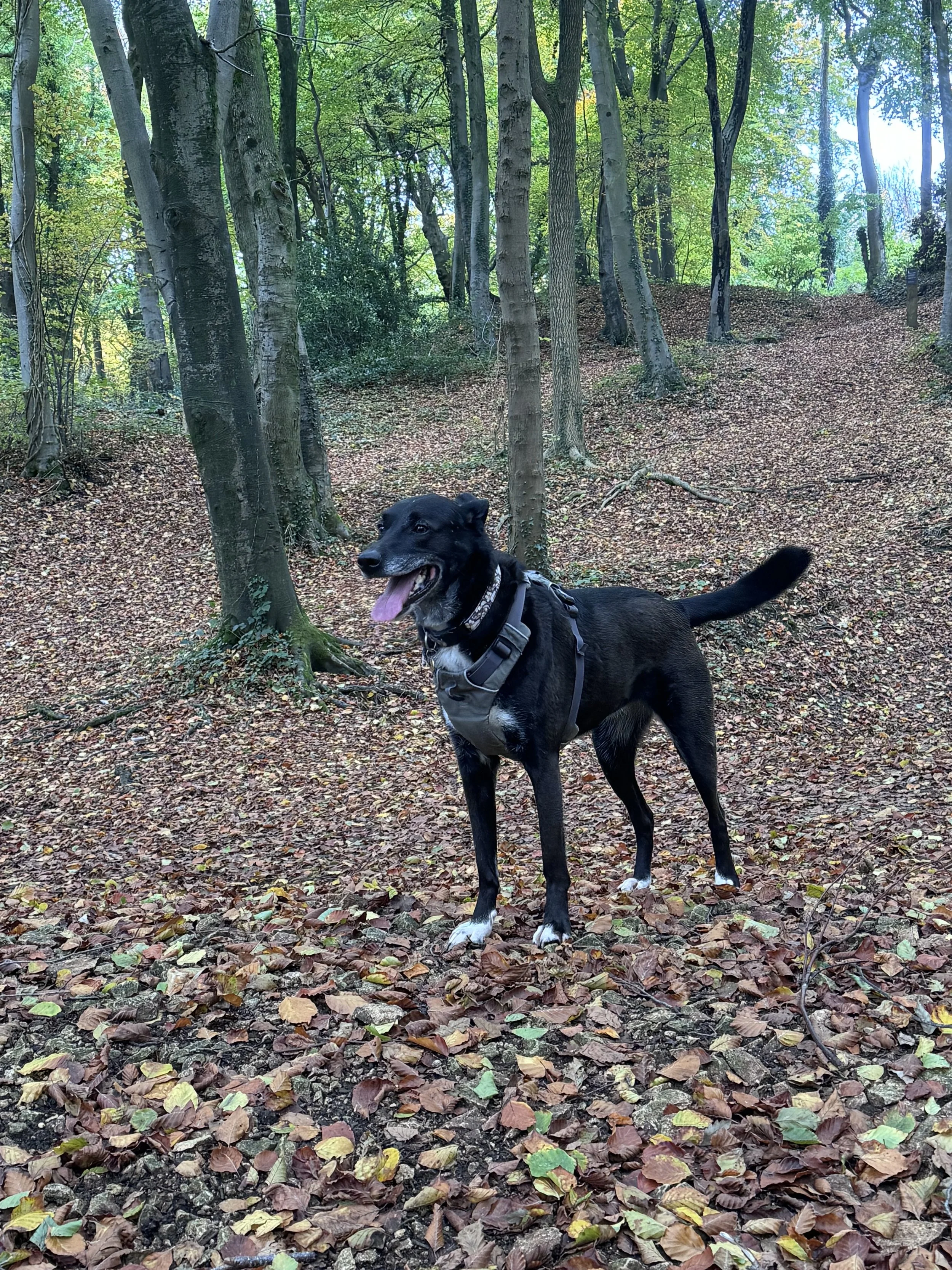 Dog 9.jpeg