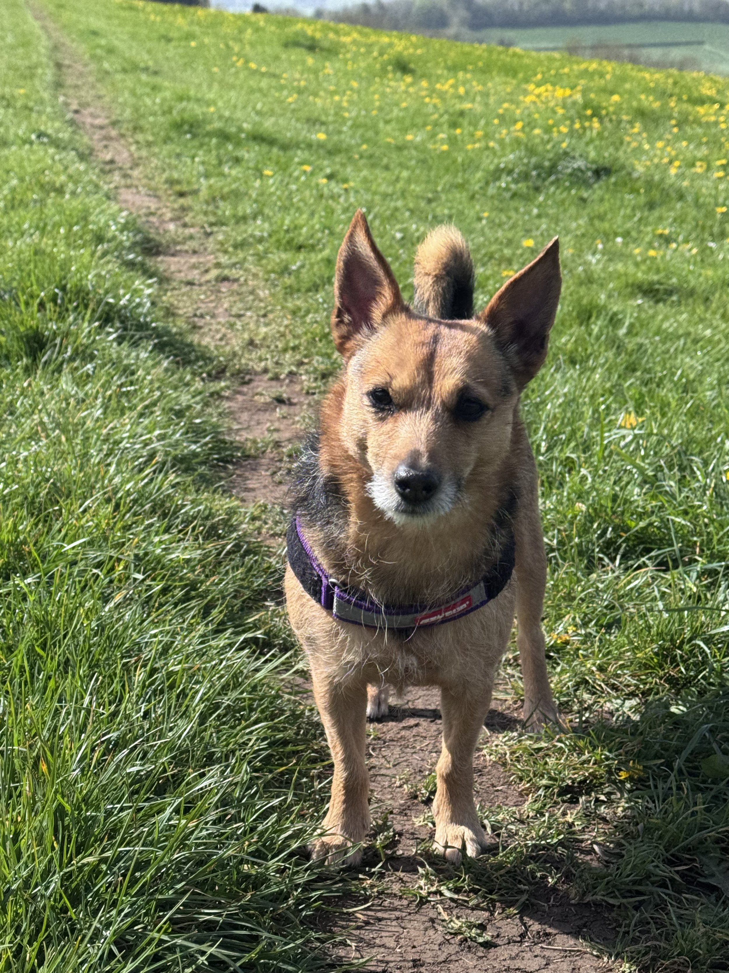 Dog 16.jpeg
