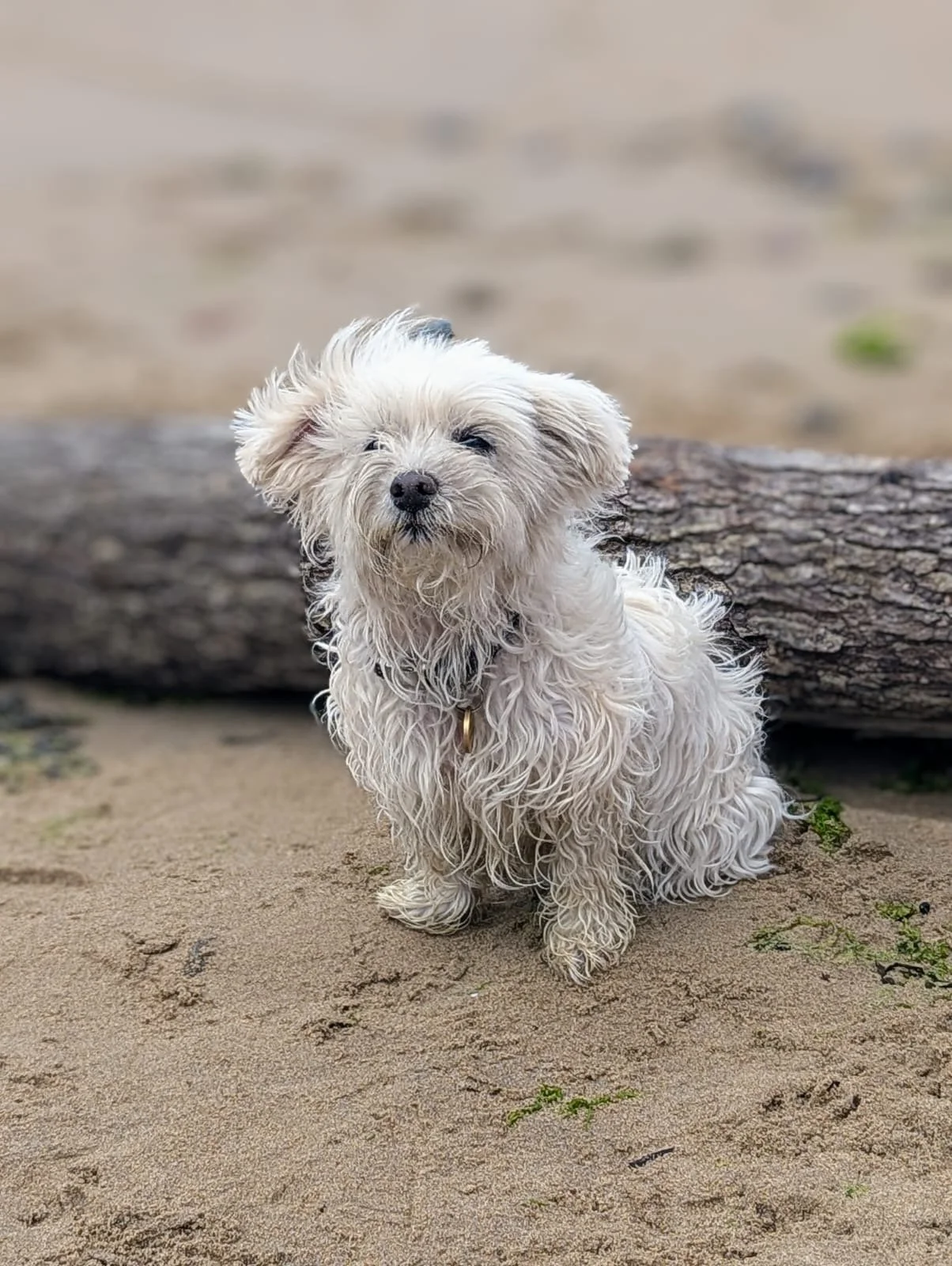 Dog 19.JPG