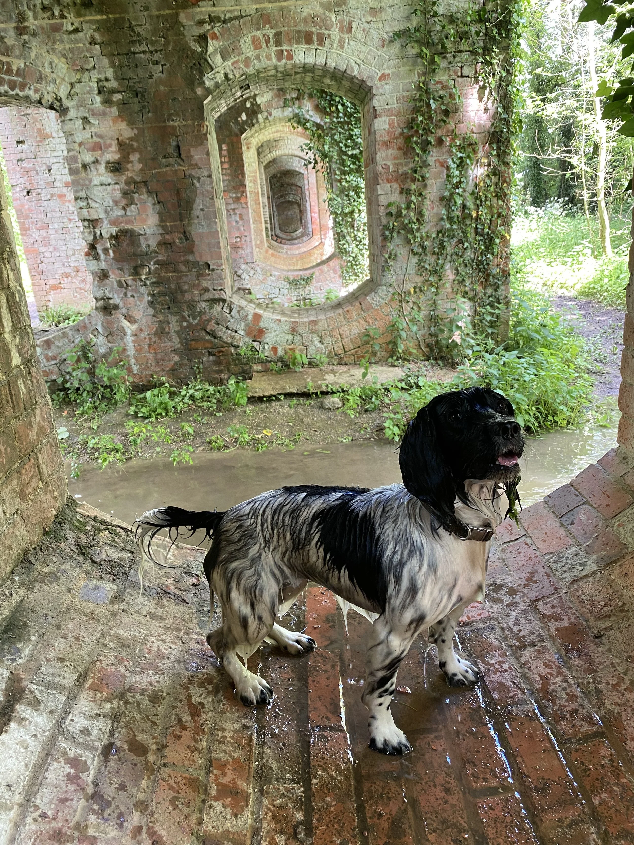 Dog 42.jpeg