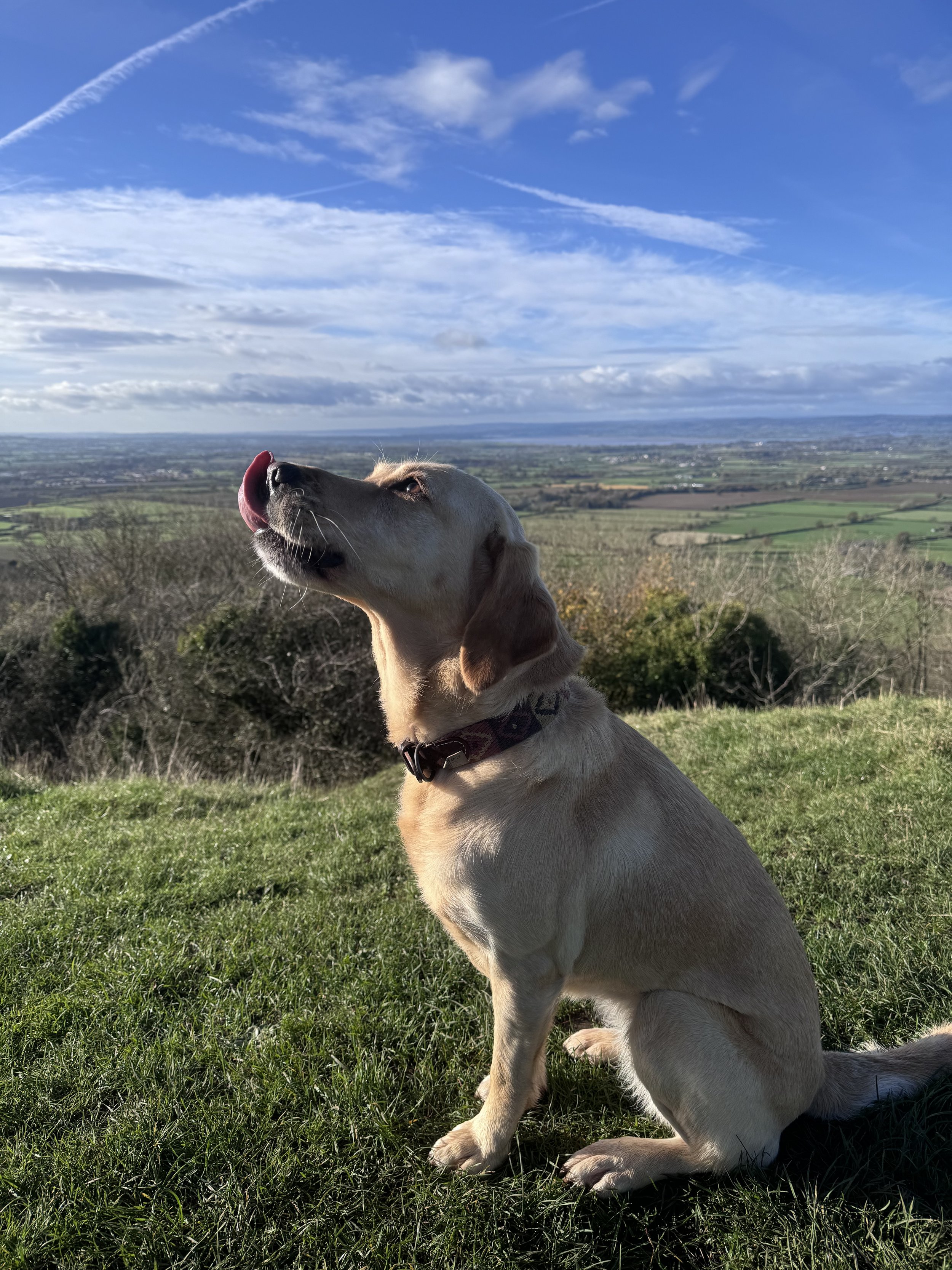 Dog 18.jpeg