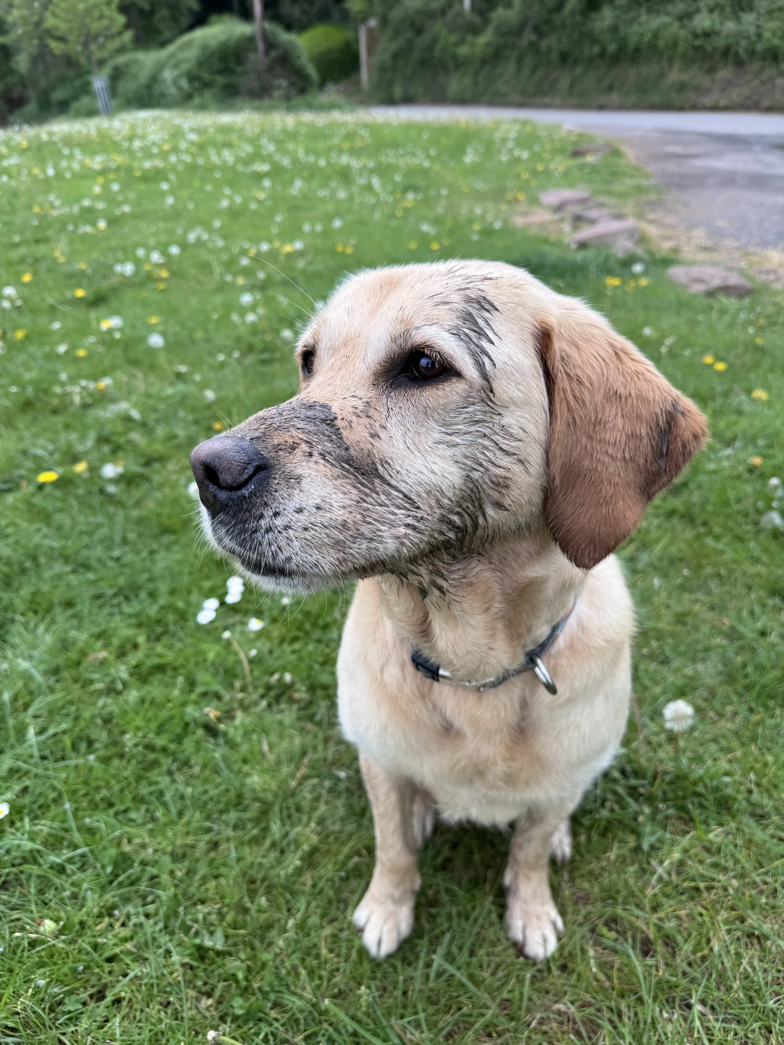 Dog 14.jpeg