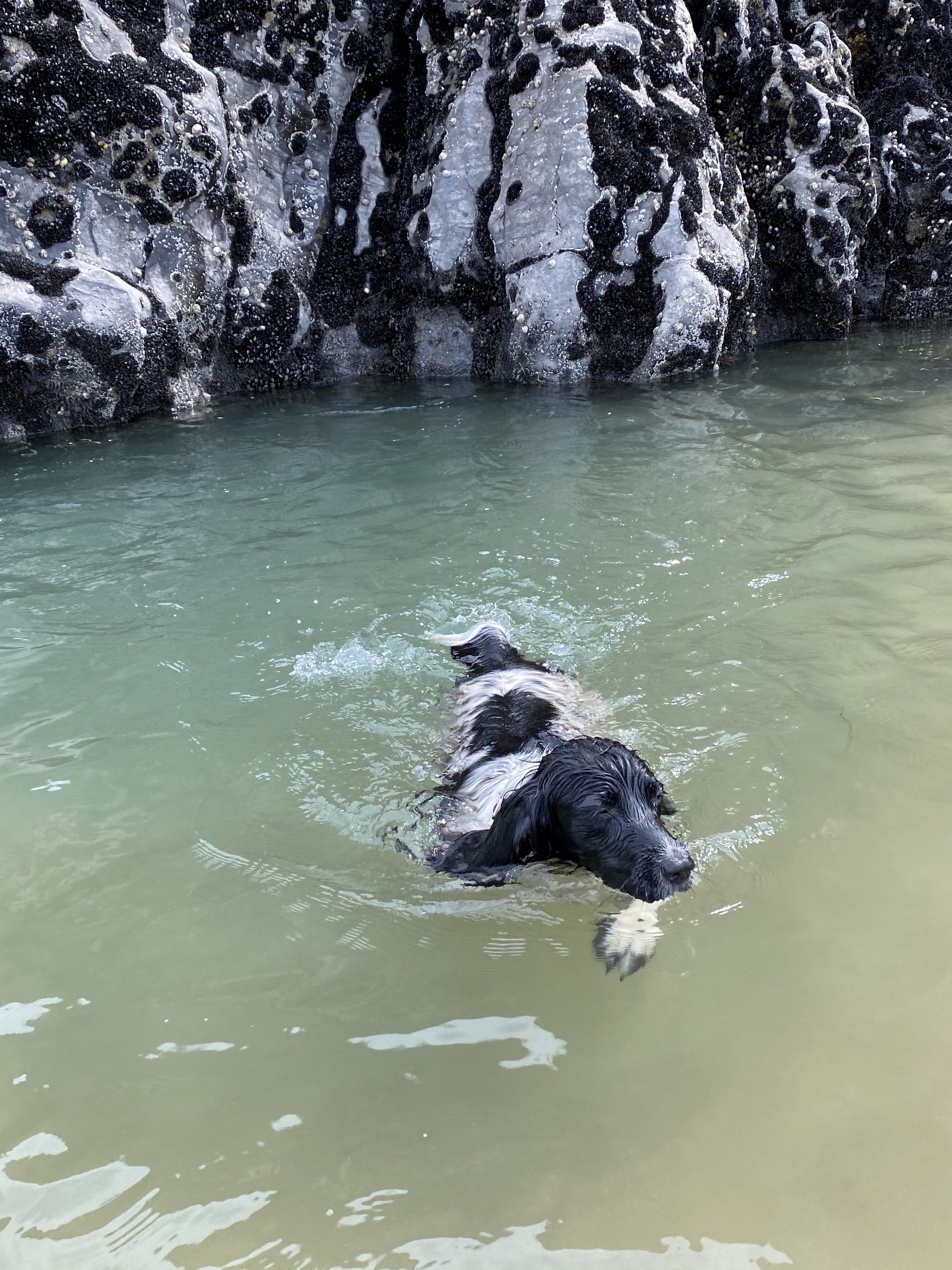 Dog 38.jpeg