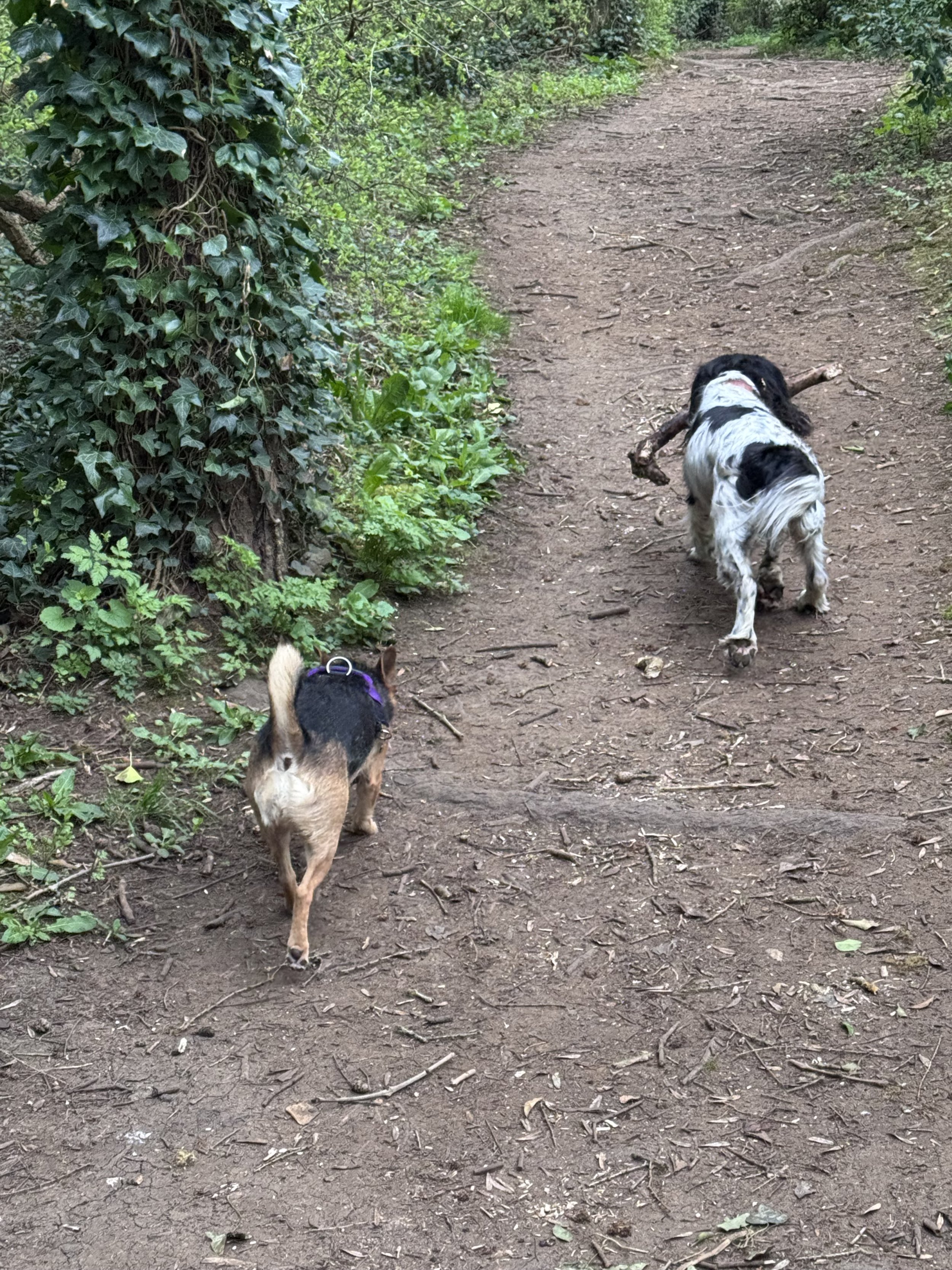 Dog 13.jpeg