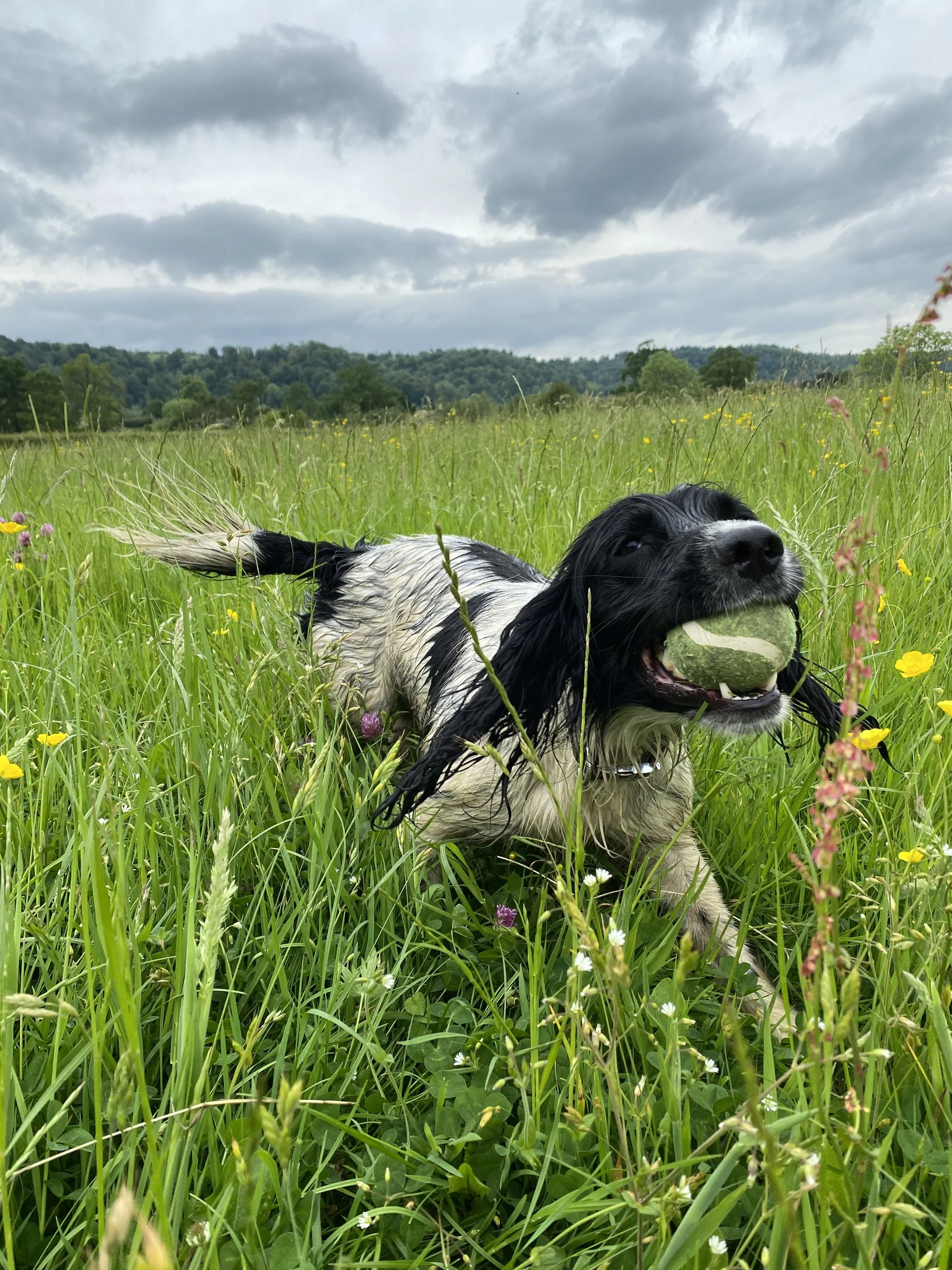 Dog 41.jpeg