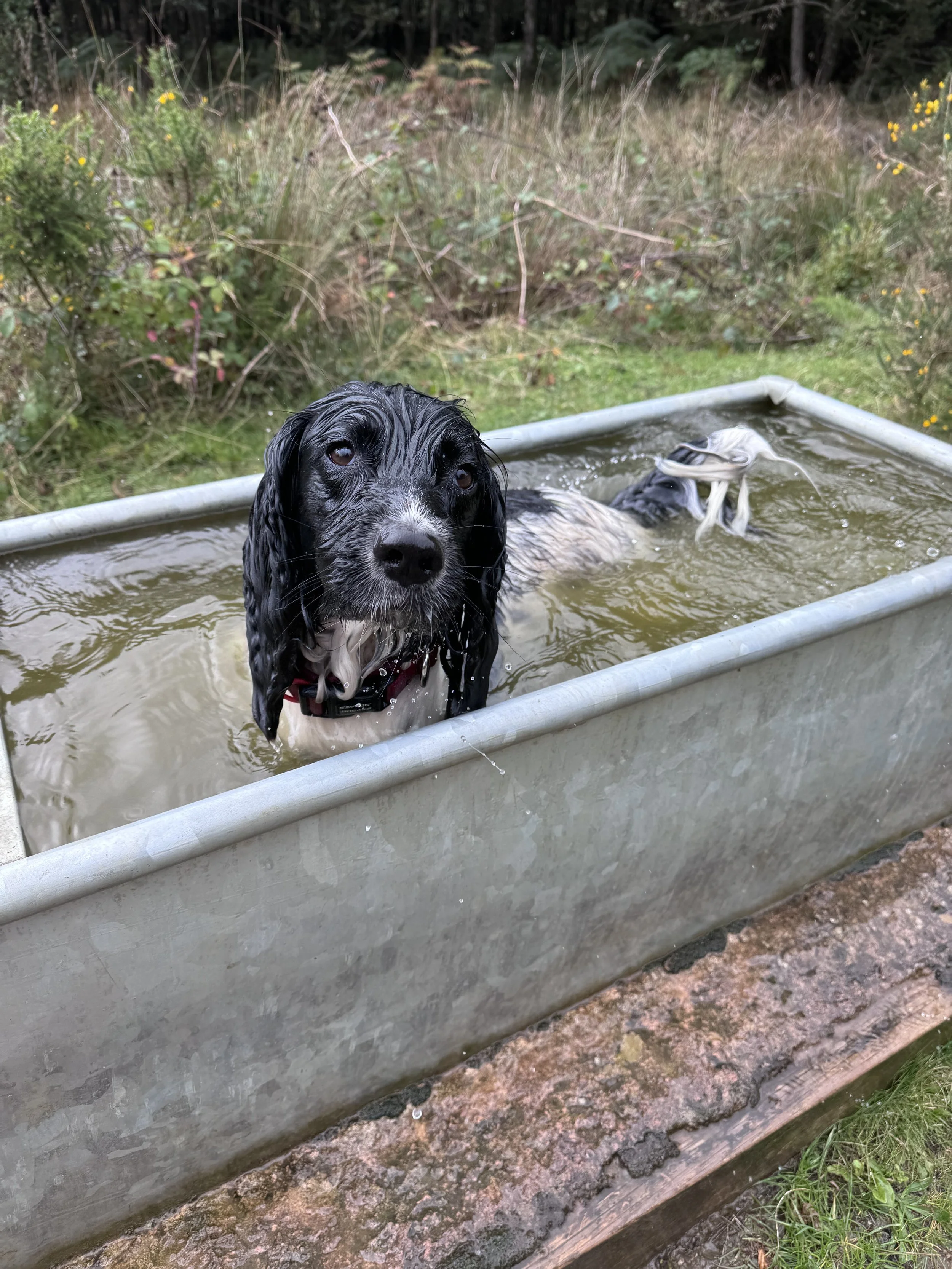 Dog 10.jpeg