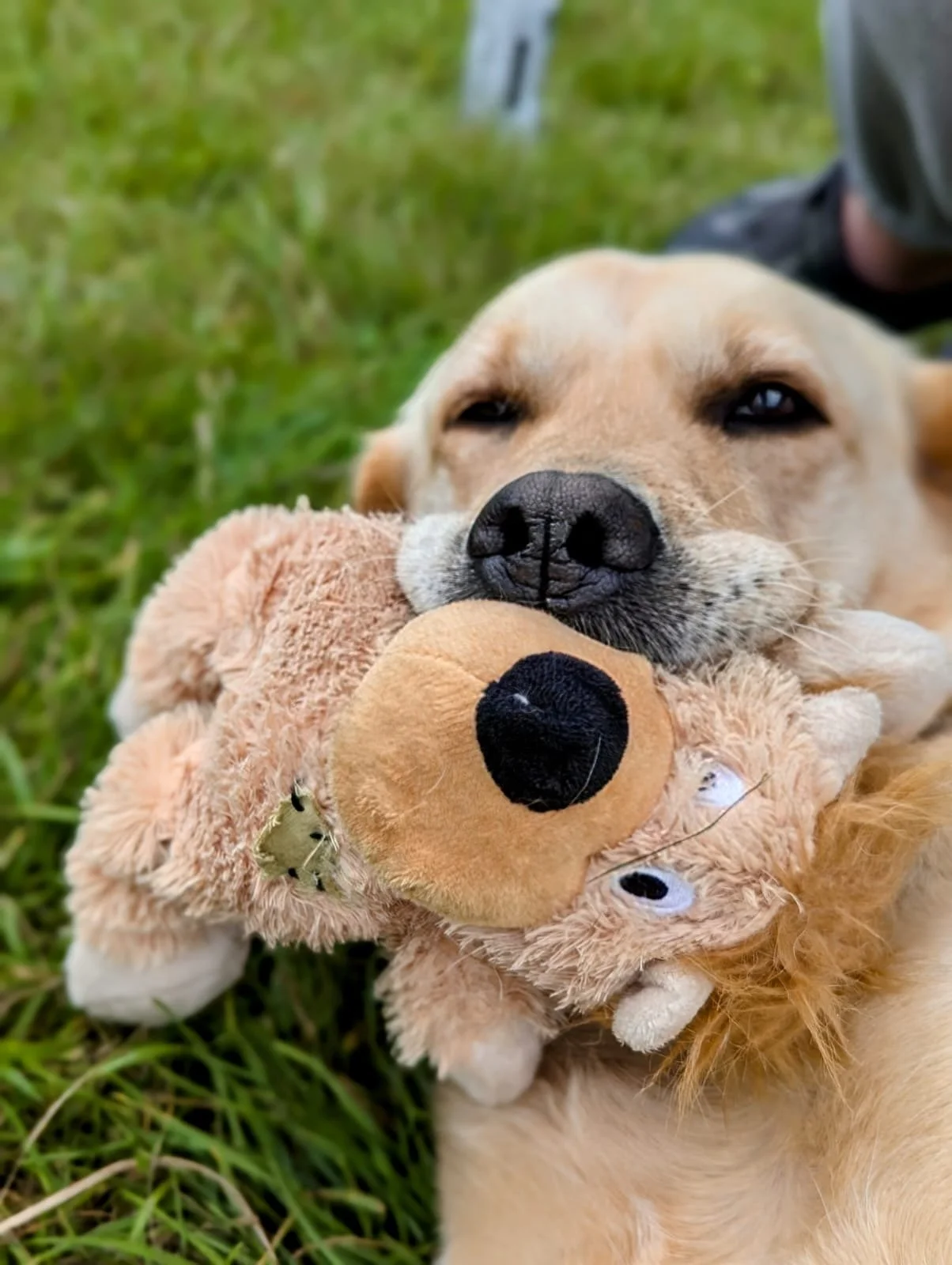 Dog 22.JPG