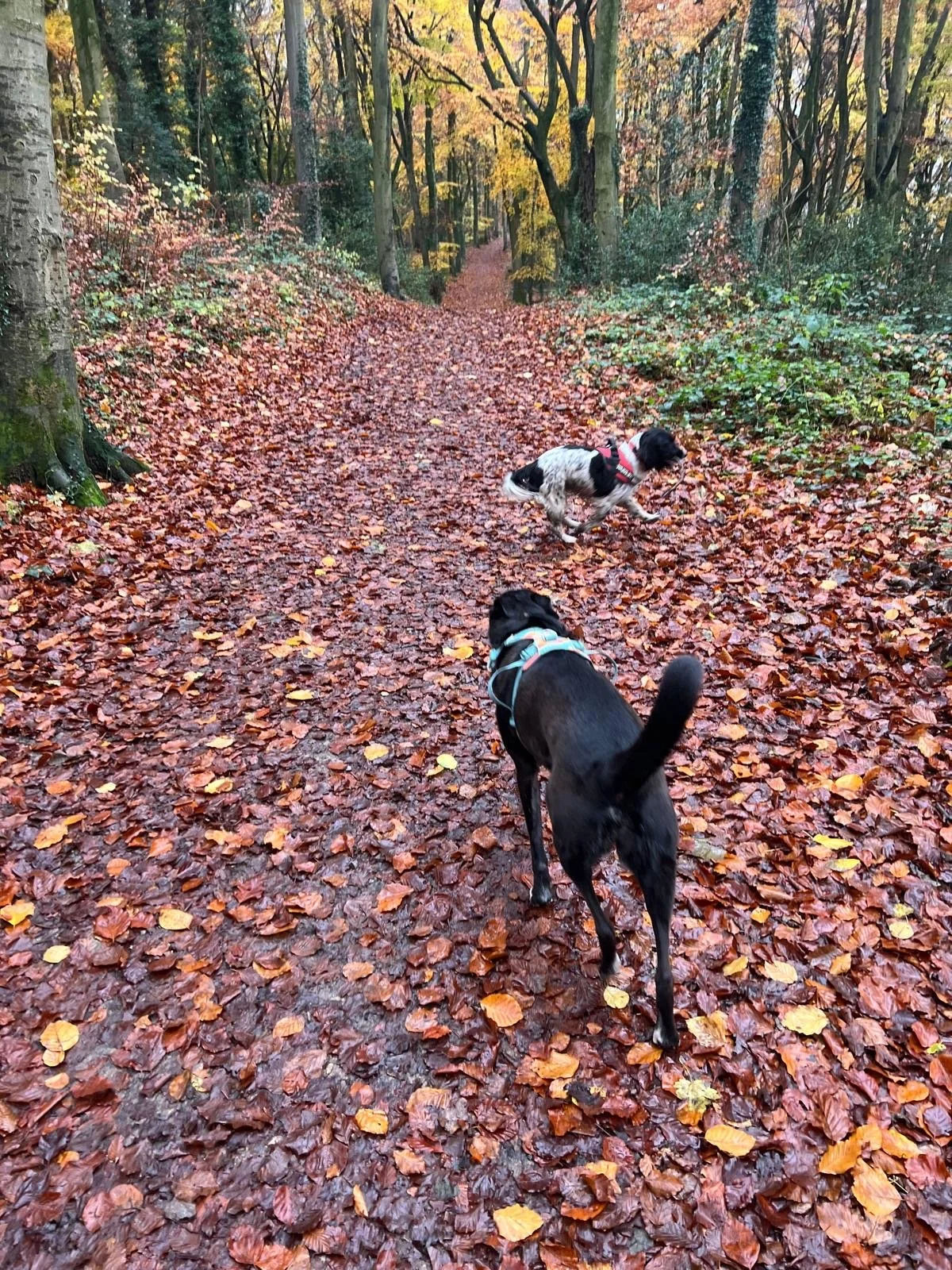 Dog 8.JPG