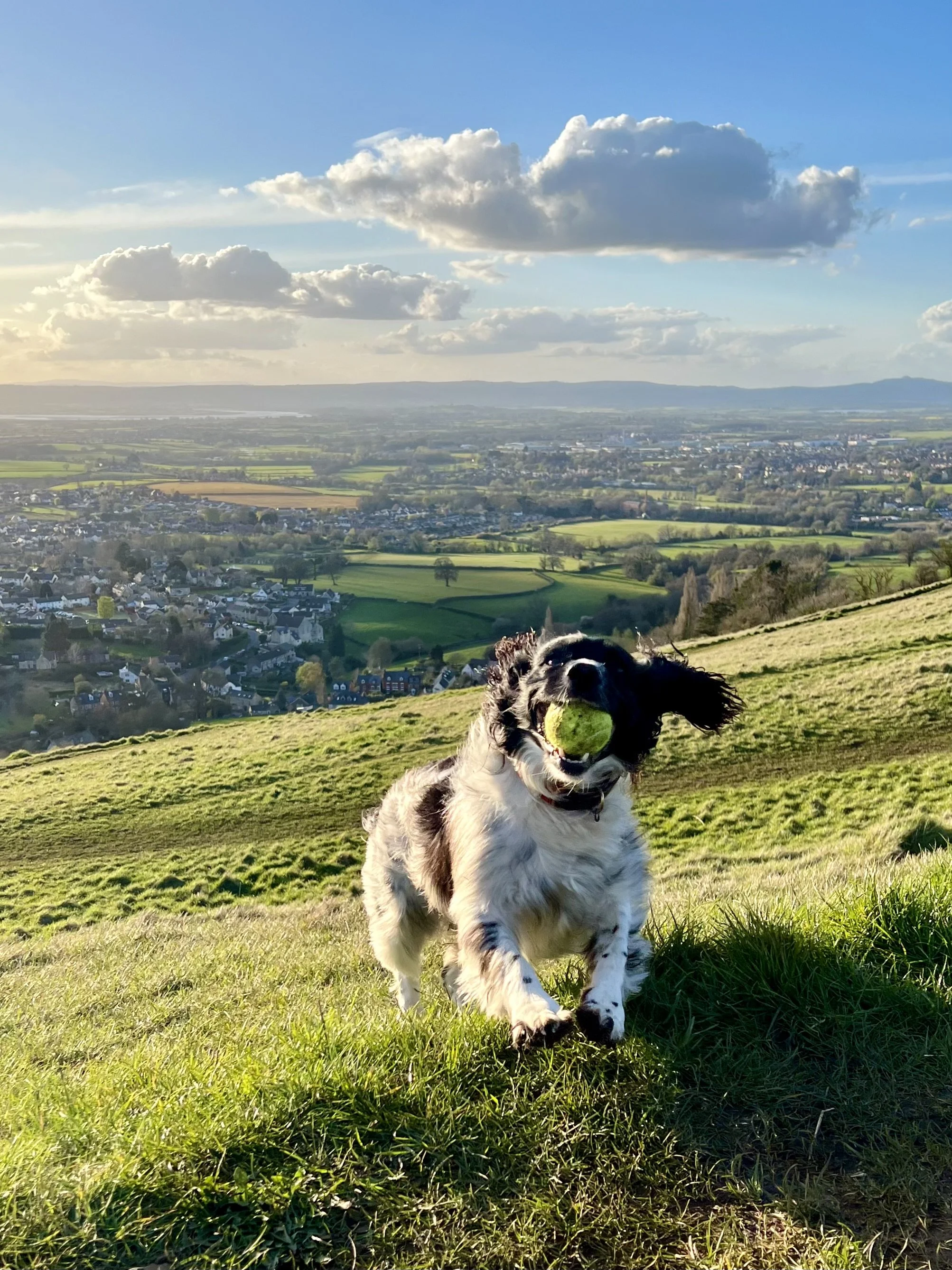 Dog 25.jpeg