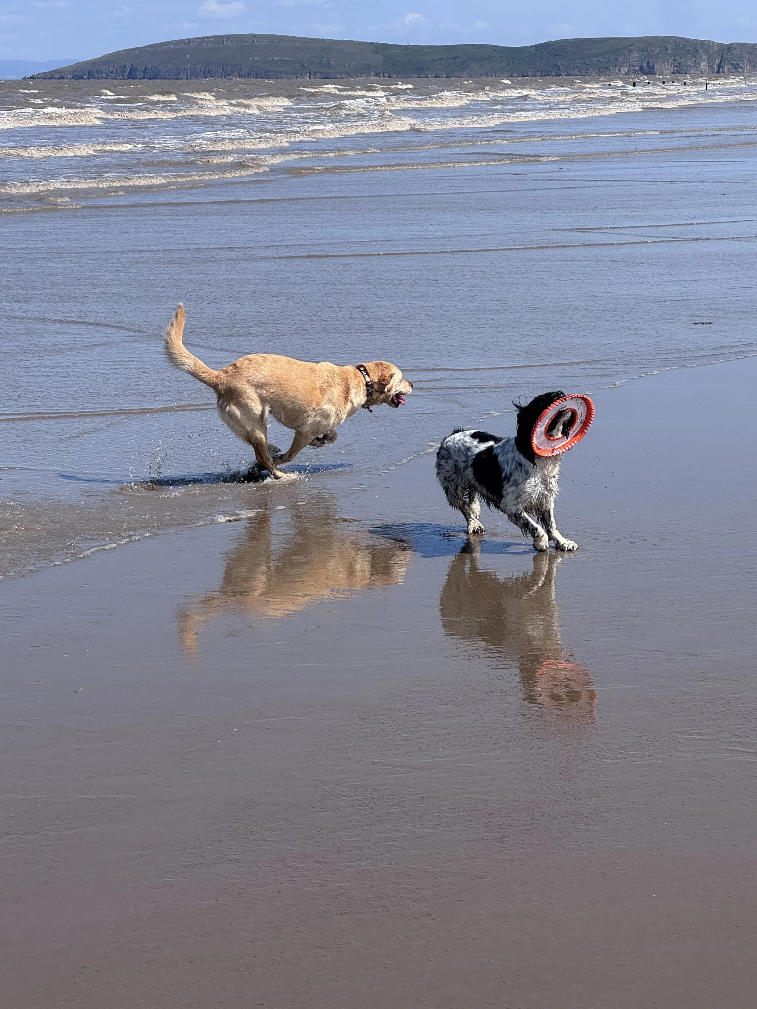 Dog  4.jpeg