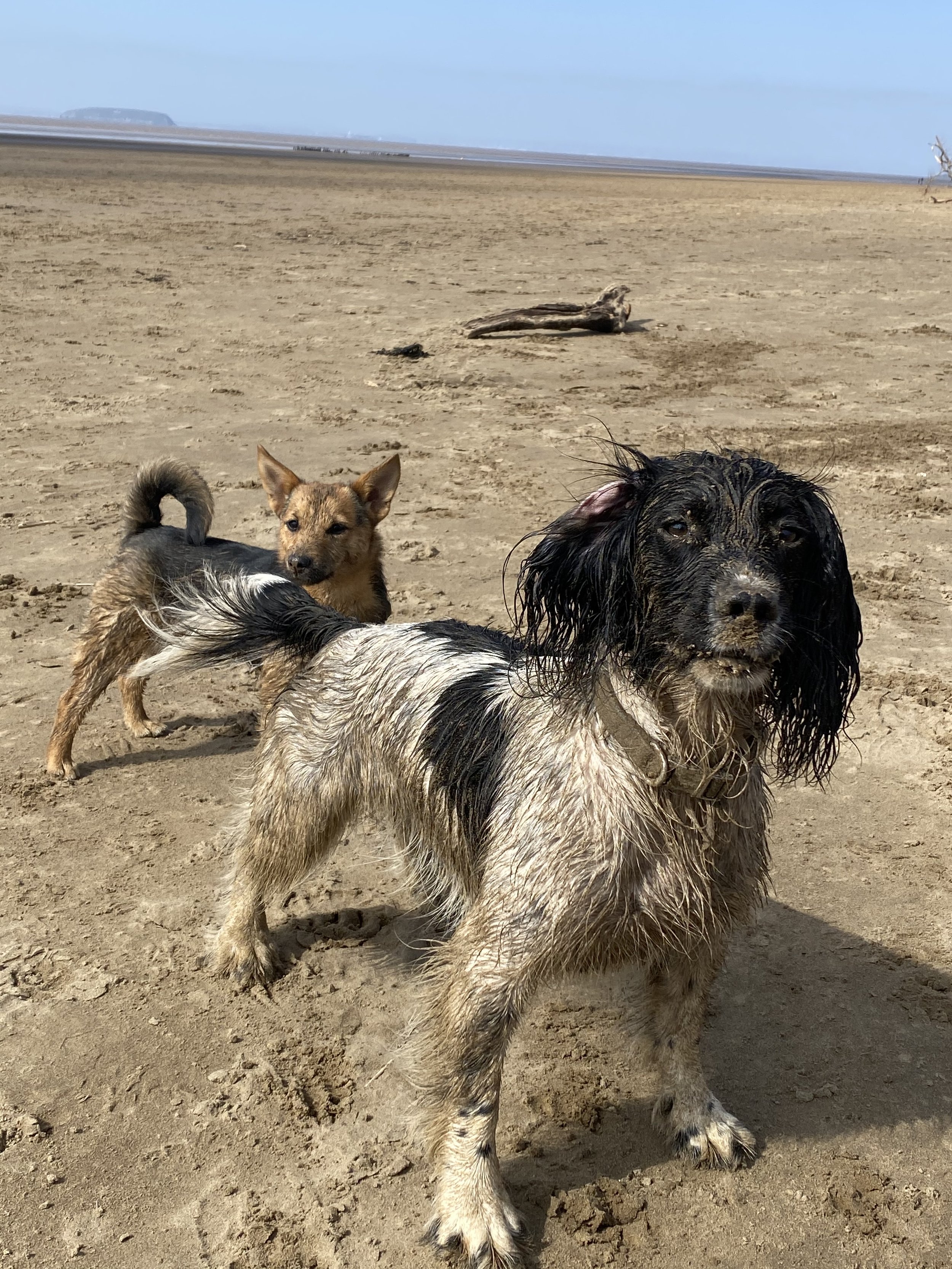 Dog 39.jpeg