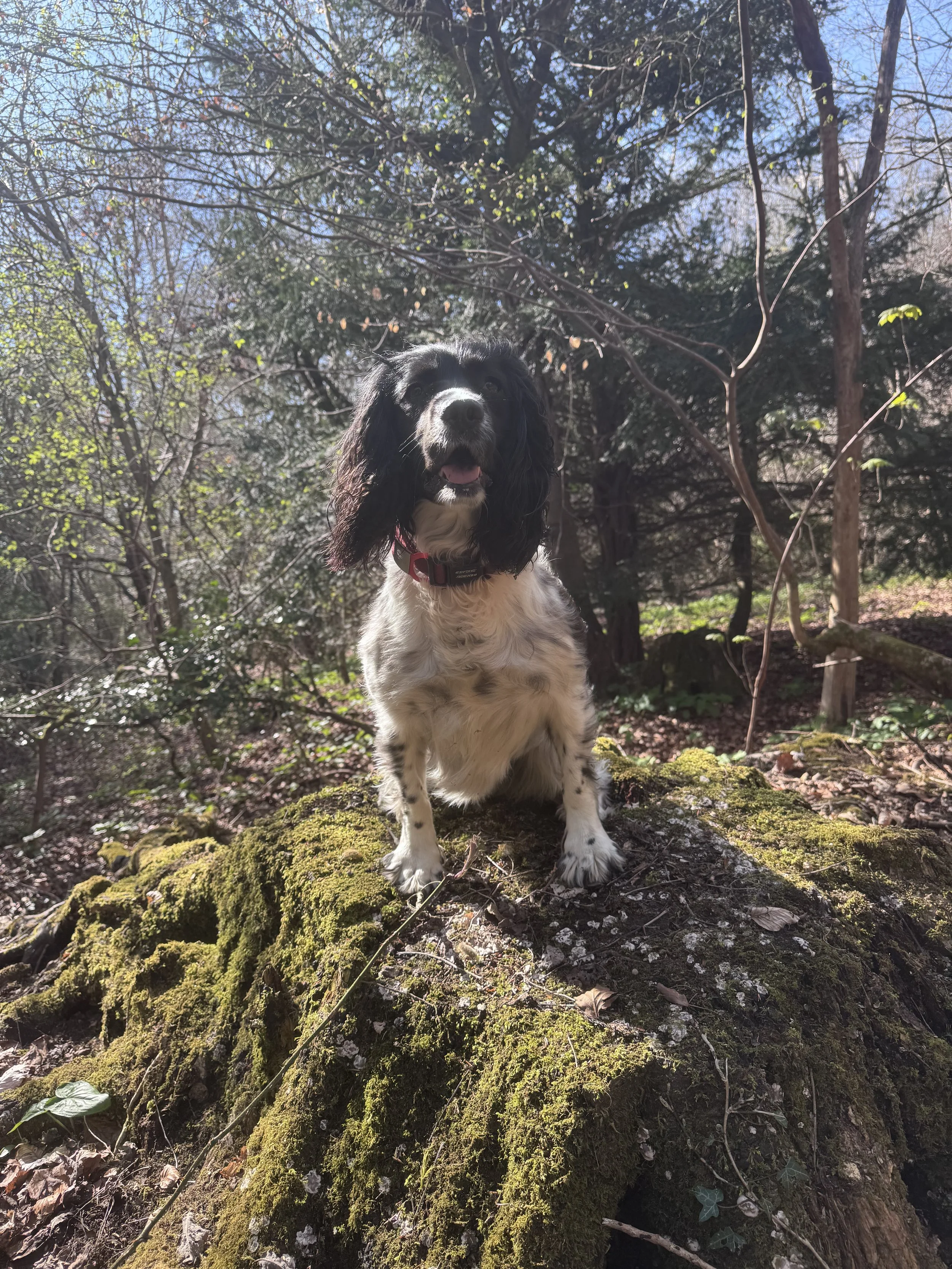 Dog 5.jpeg
