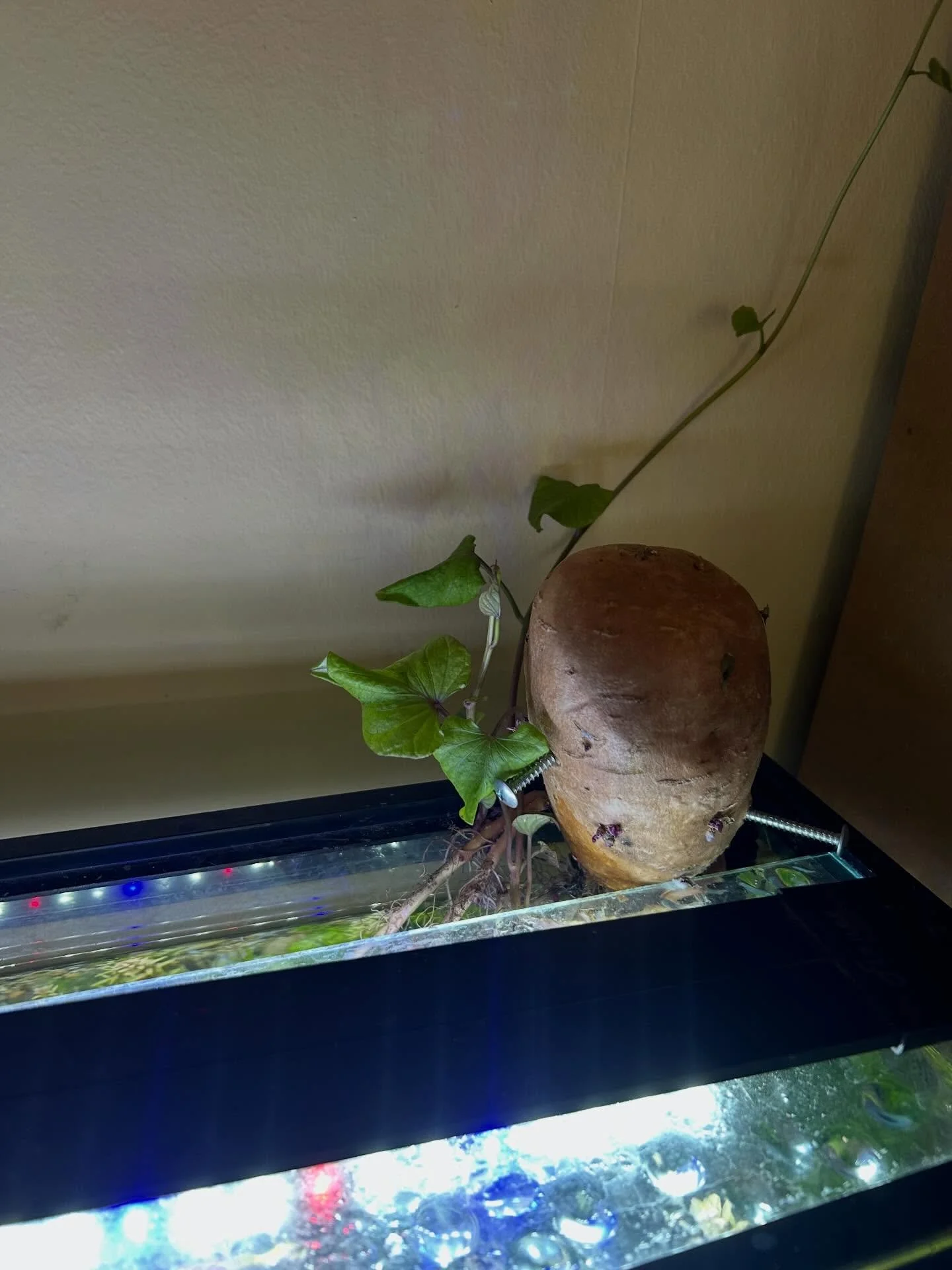 When my daughters friends ask her how I am doing, kind of them, my daughter answers &ldquo;I don&rsquo;t know, he is growing a sweet potato plant in his fish aquarium&hellip;.&rdquo;.
I also peddle art and soup and I am OPEN now for both.
 Thank you.