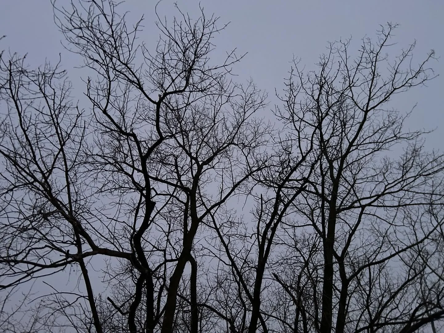I talk to trees, good thing they talk back, otherwise I&rsquo;d be considered a bit loony.
 Good morning snow, missed you.