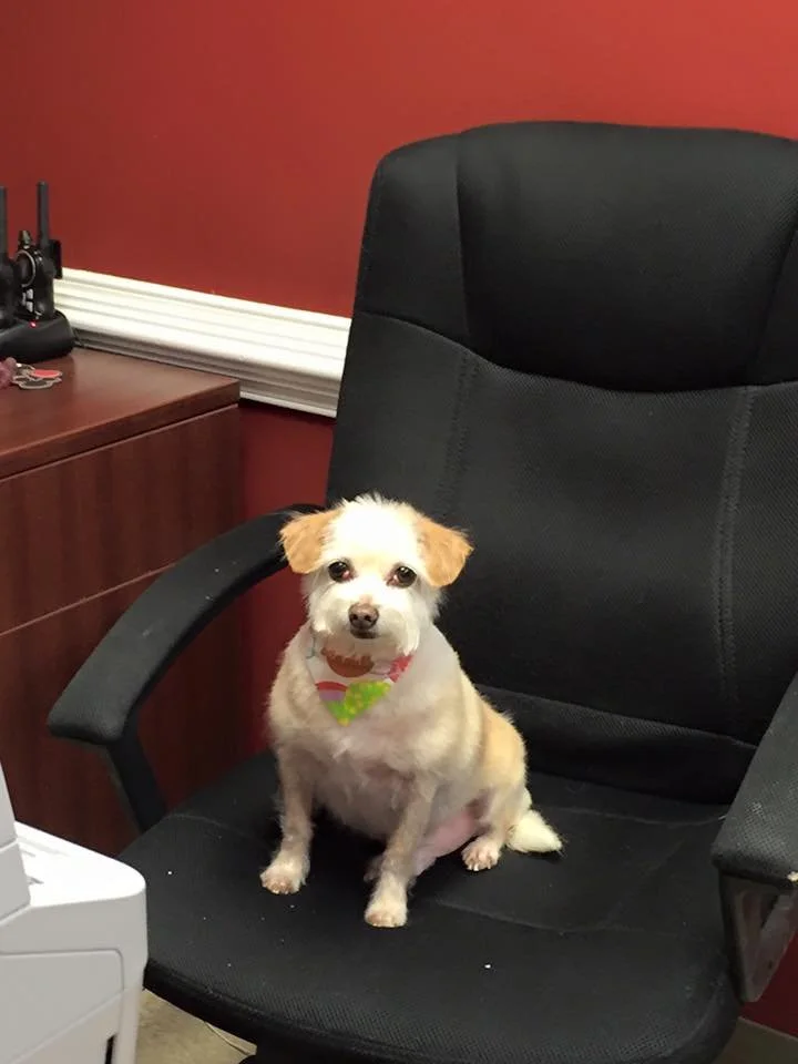 A small white and tan dog sitting on an office chair in an office. The dog is wearing a colorful bandana and looking at the camera.