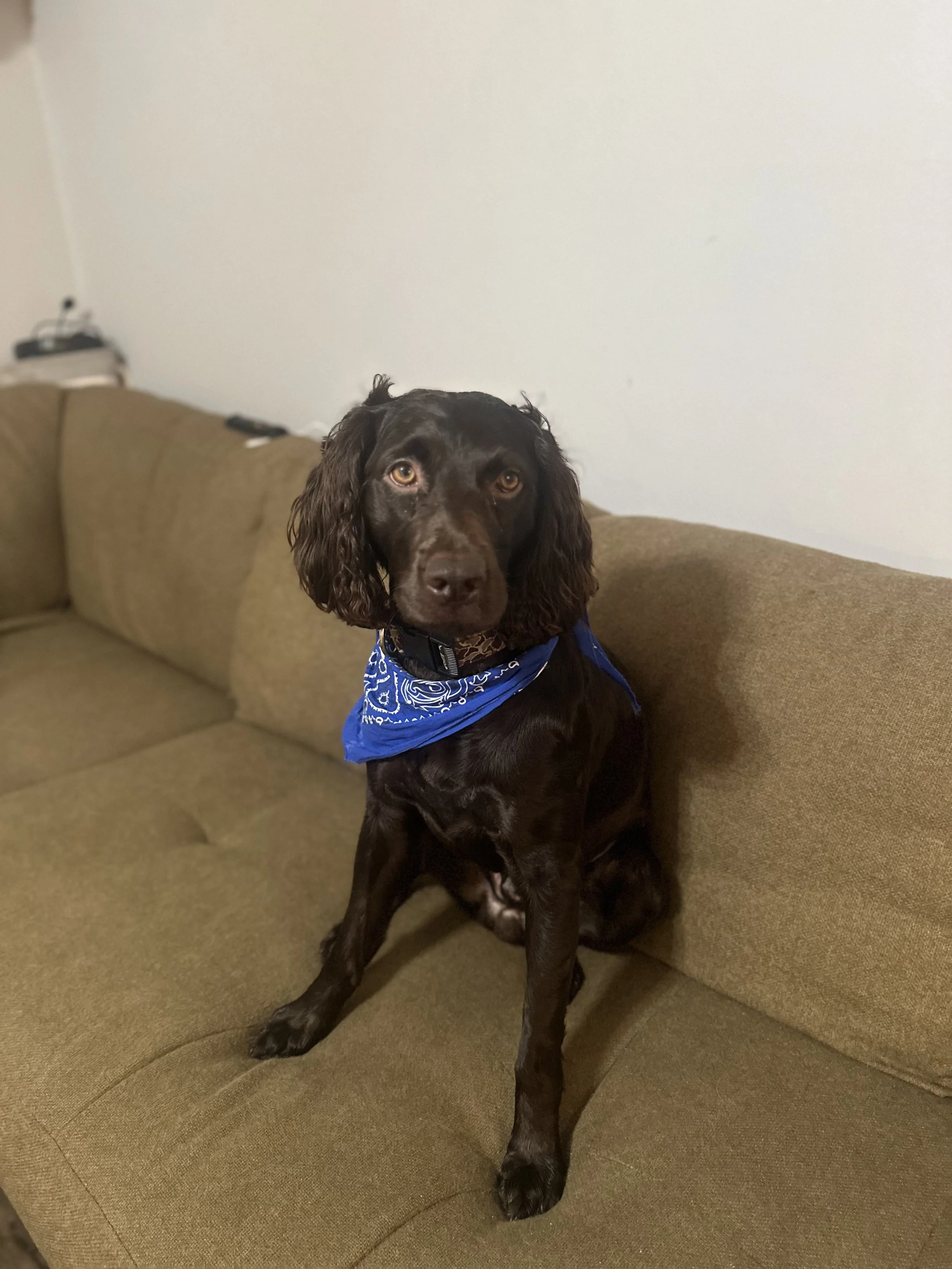 A black dog with brown eyes sitting on a brown couch, wearing a blue bandana.