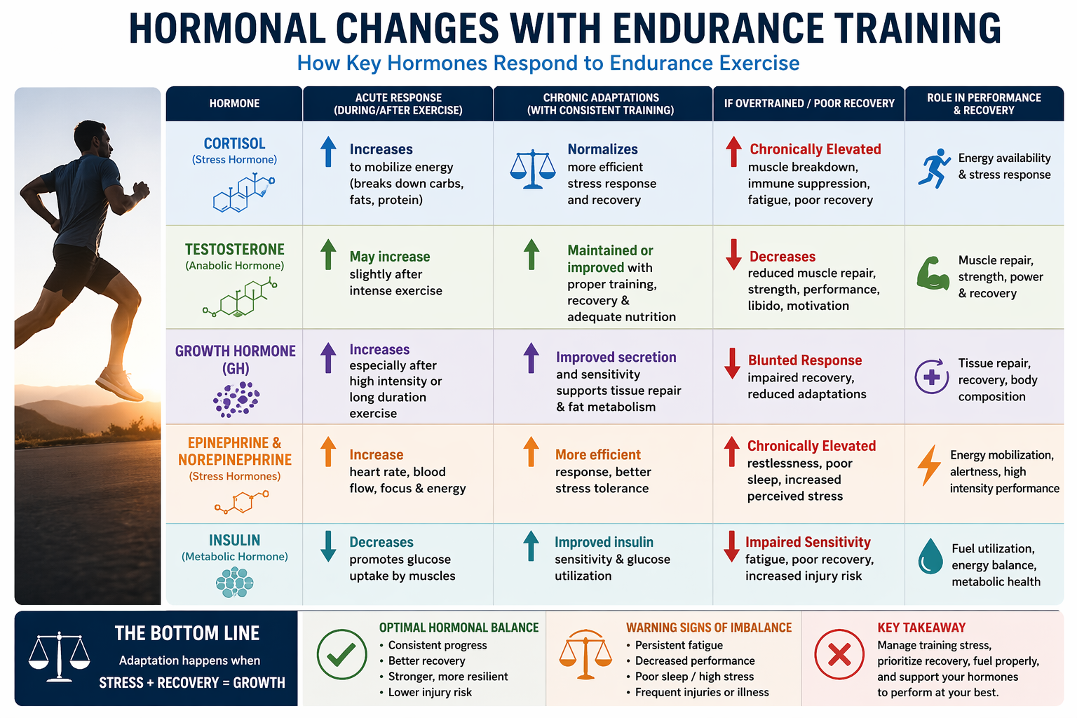 The Hormonal Effects of Endurance Training
